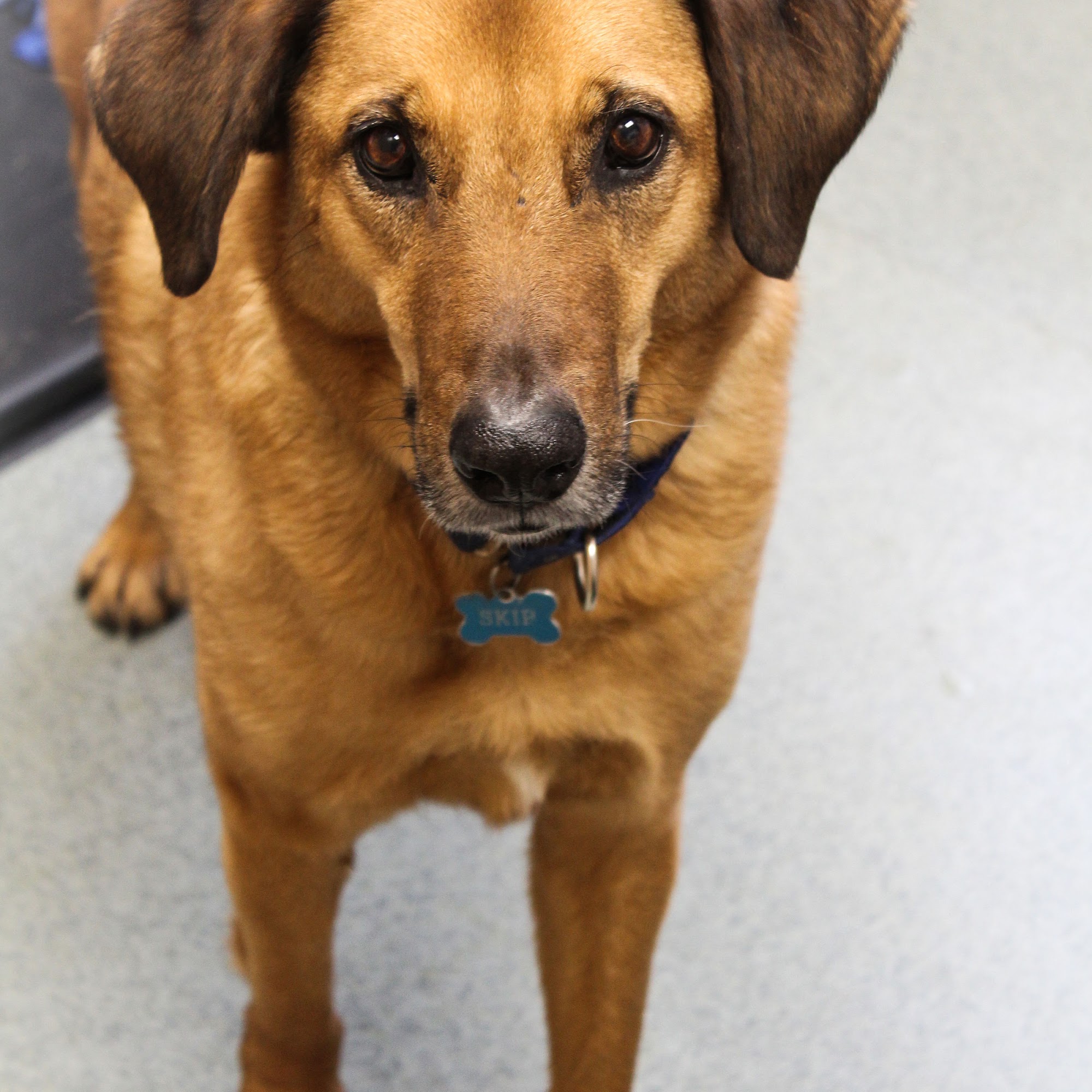 Lewiston Animal Hospital Lewiston