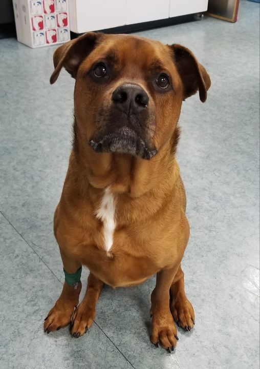 Lewiston Animal Hospital Lewiston