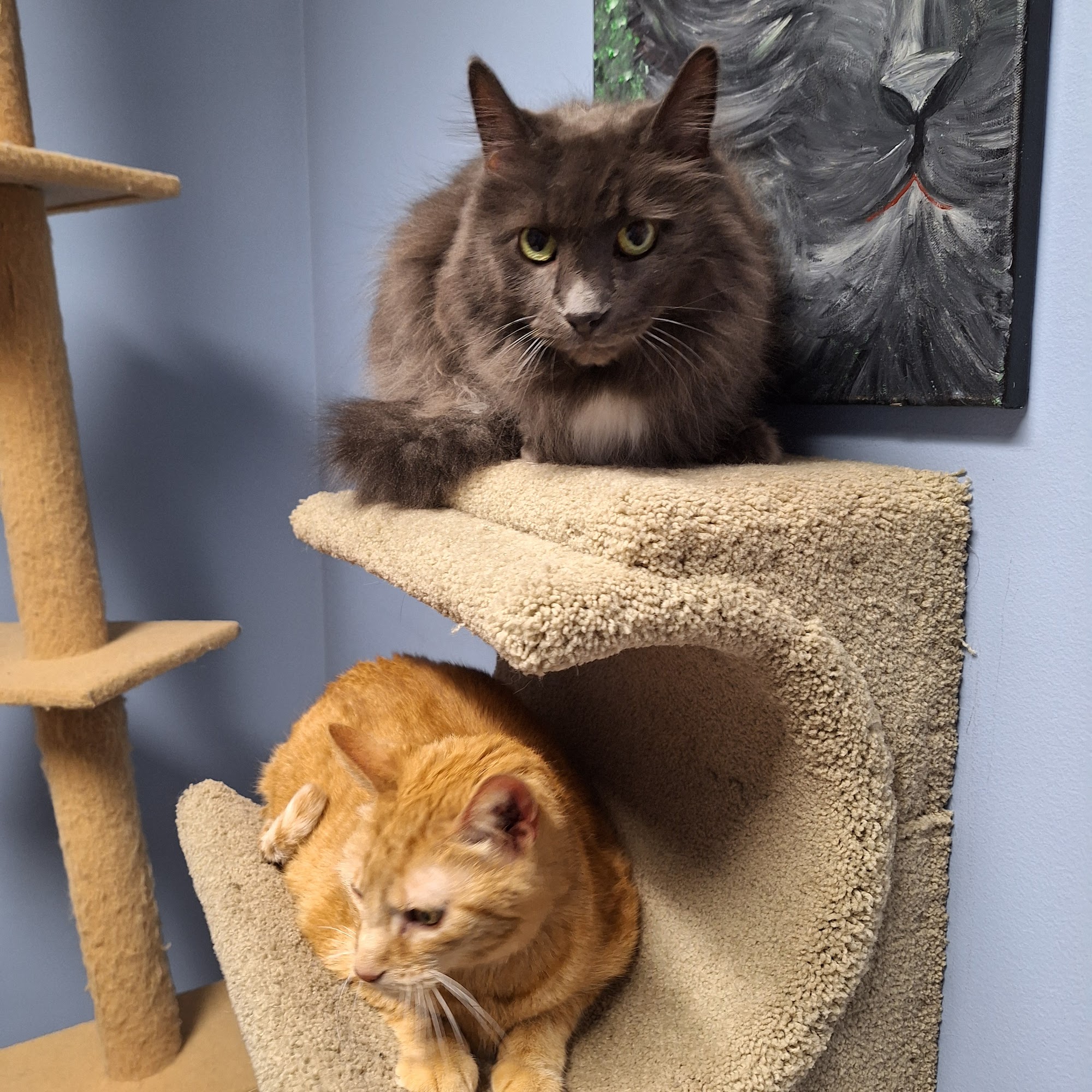 The Village Vet Lewiston