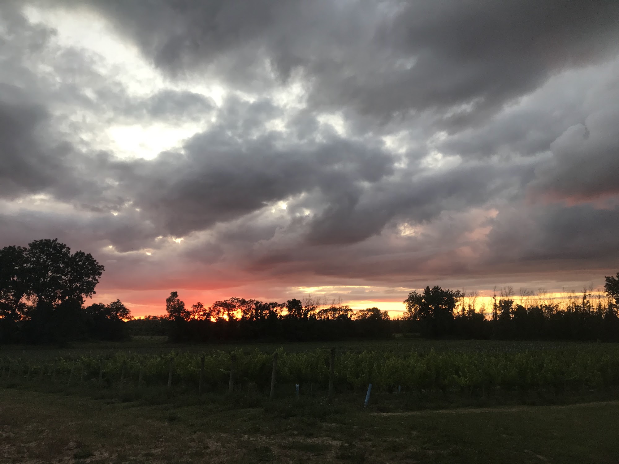 Bella Rose Vineyard & Winery Lewiston