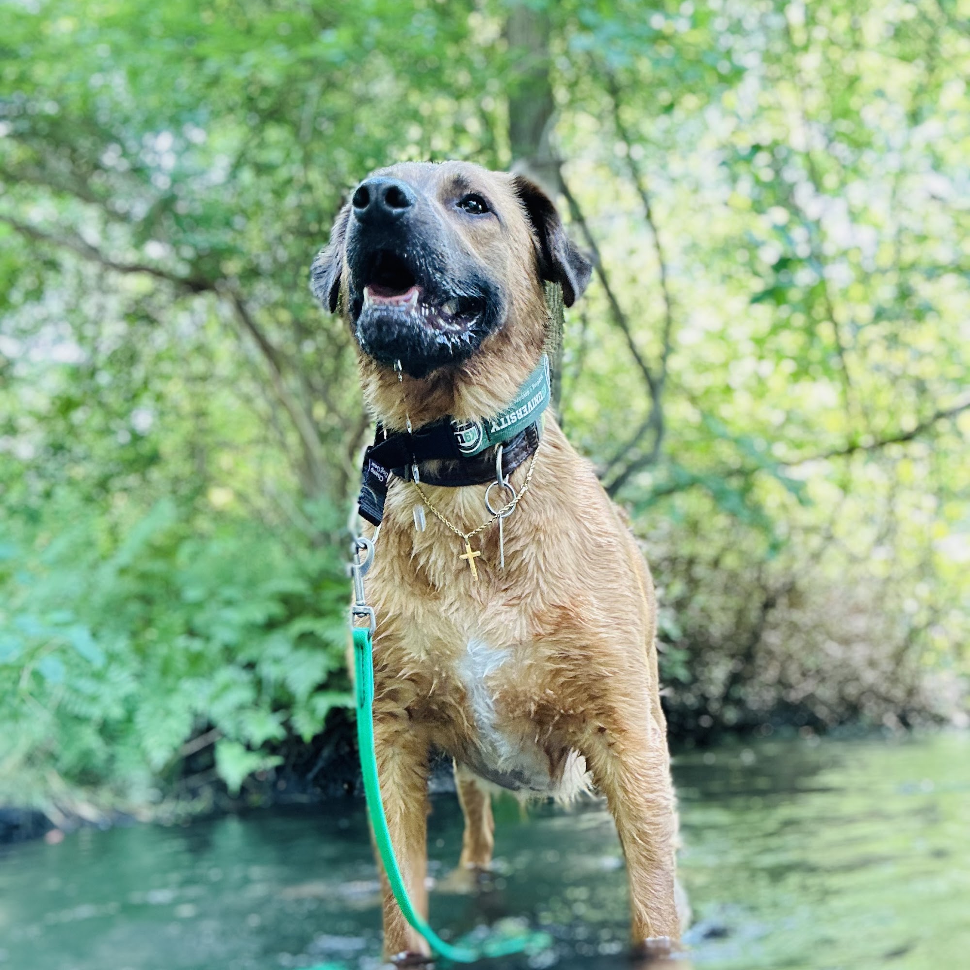 K9University Lindenhurst