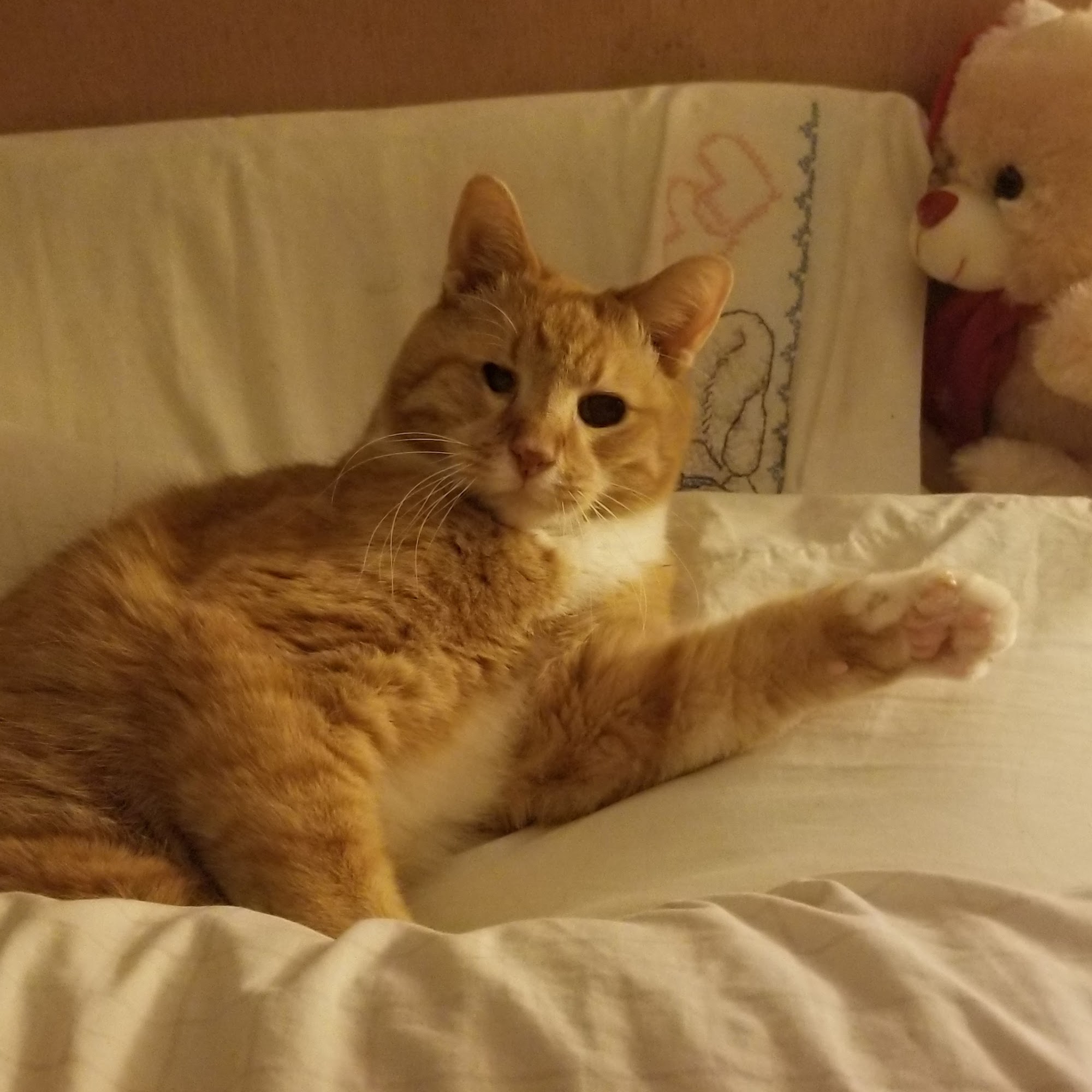 Animal Medicine and Surgery of Little Neck Little Neck