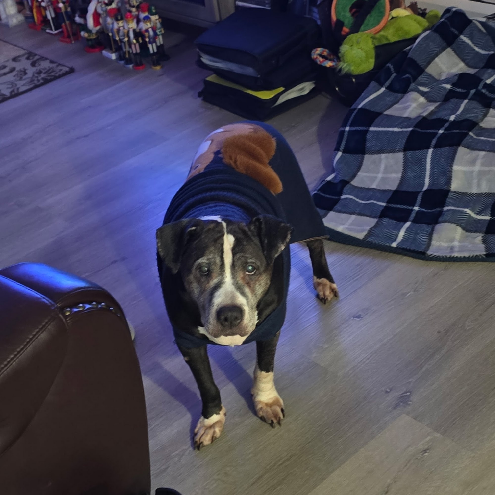 Liverpool Village Animal Hospital Liverpool