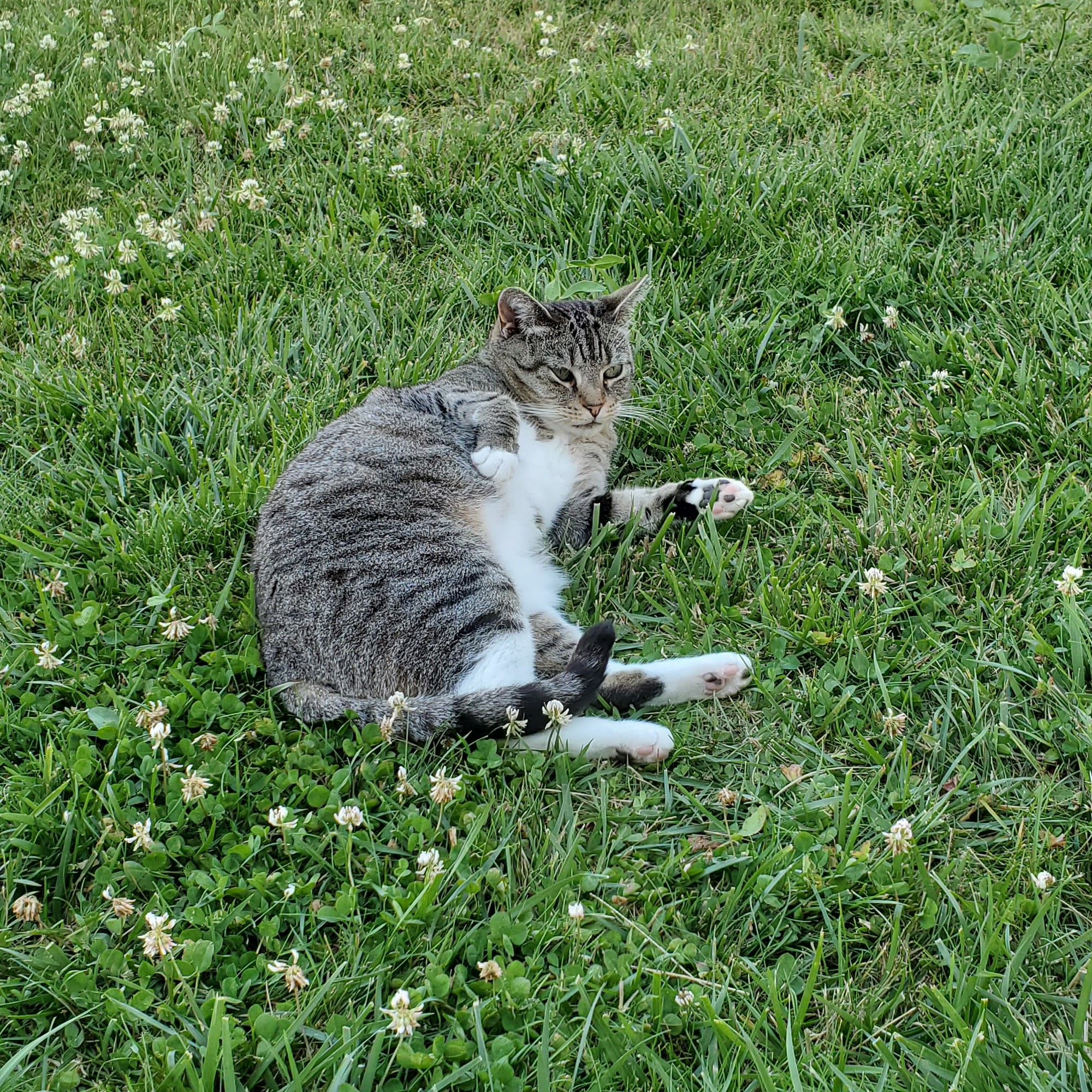 Liverpool Veterinary Hospital Liverpool