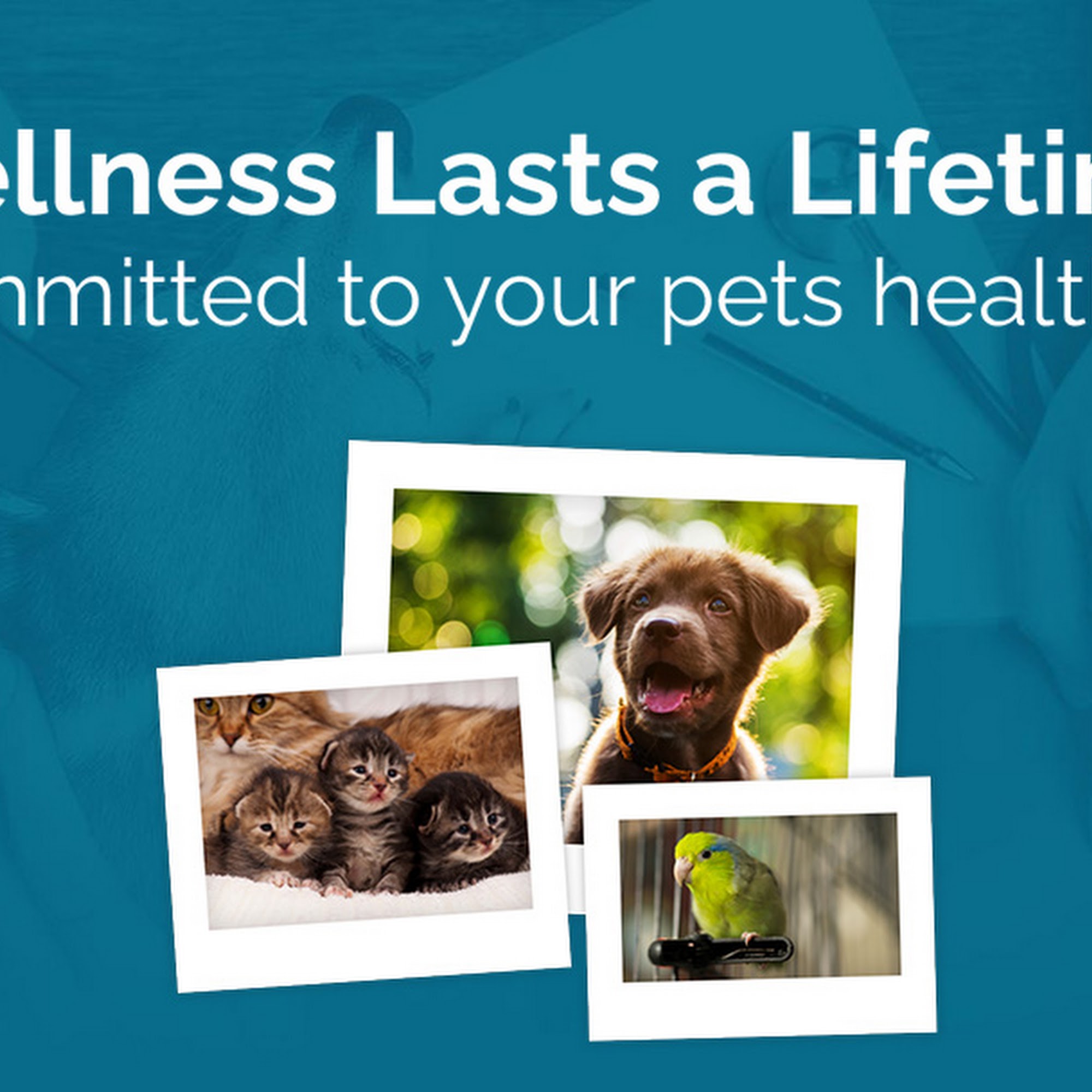 Liverpool Animal Health Center Liverpool