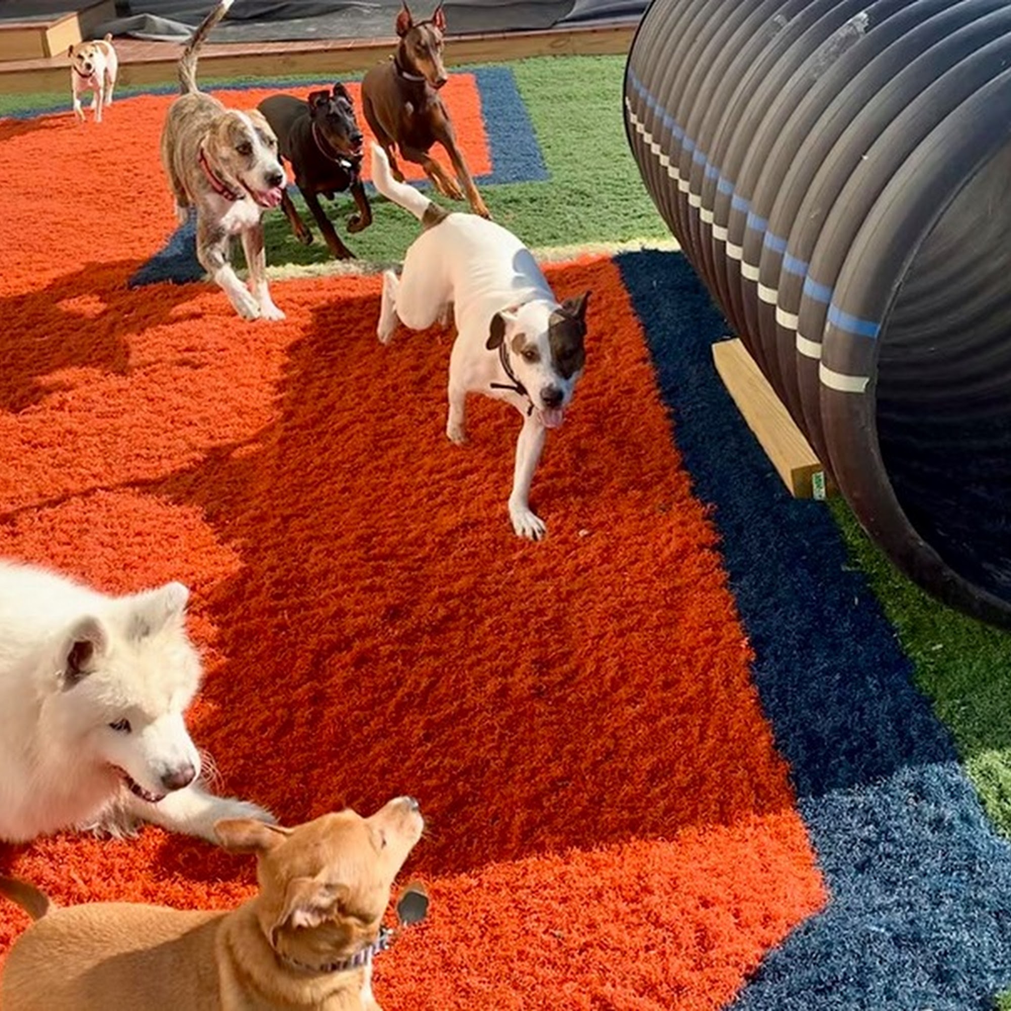 Cory's Canine Cove Liverpool