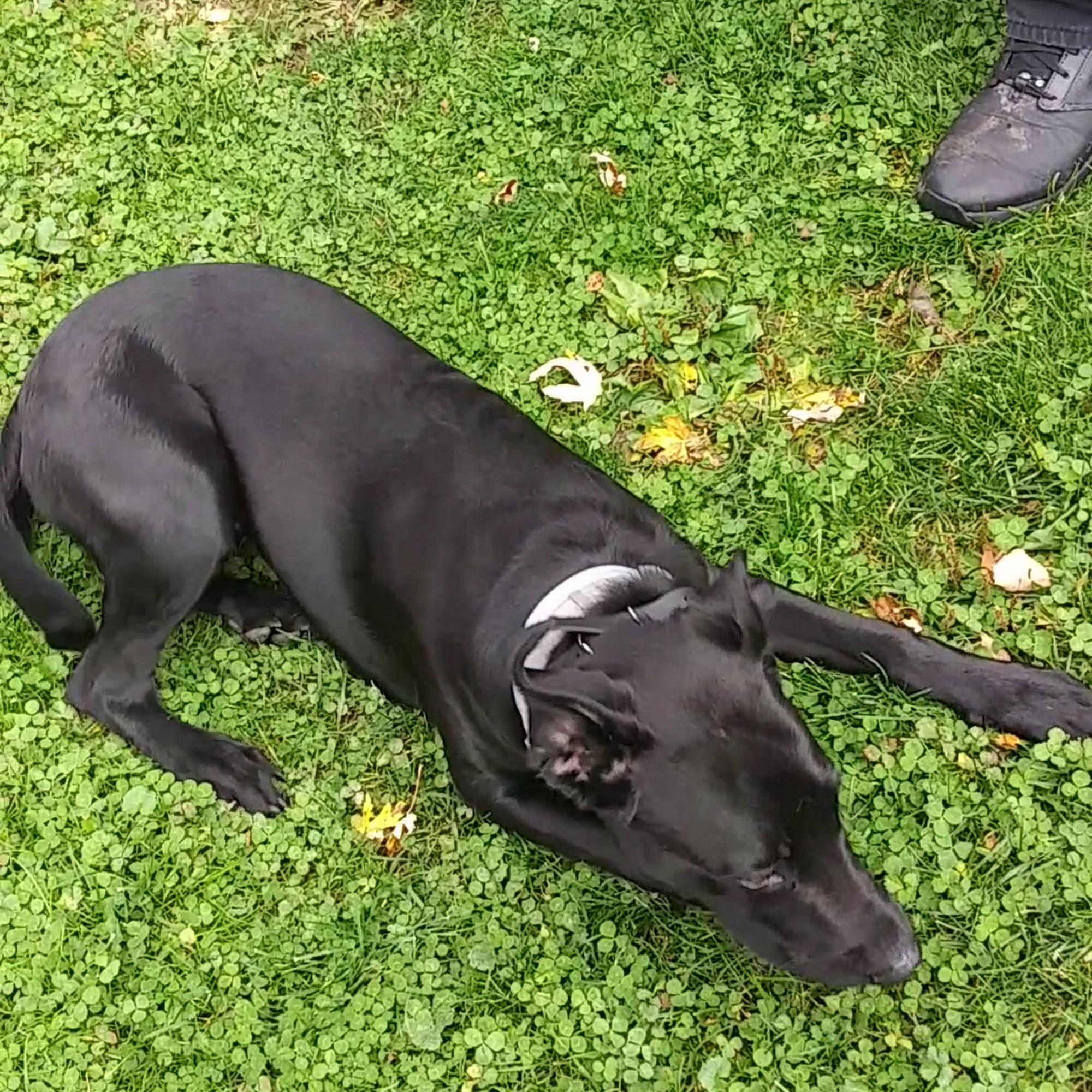 Off Leash K9 Training, Syracuse Liverpool