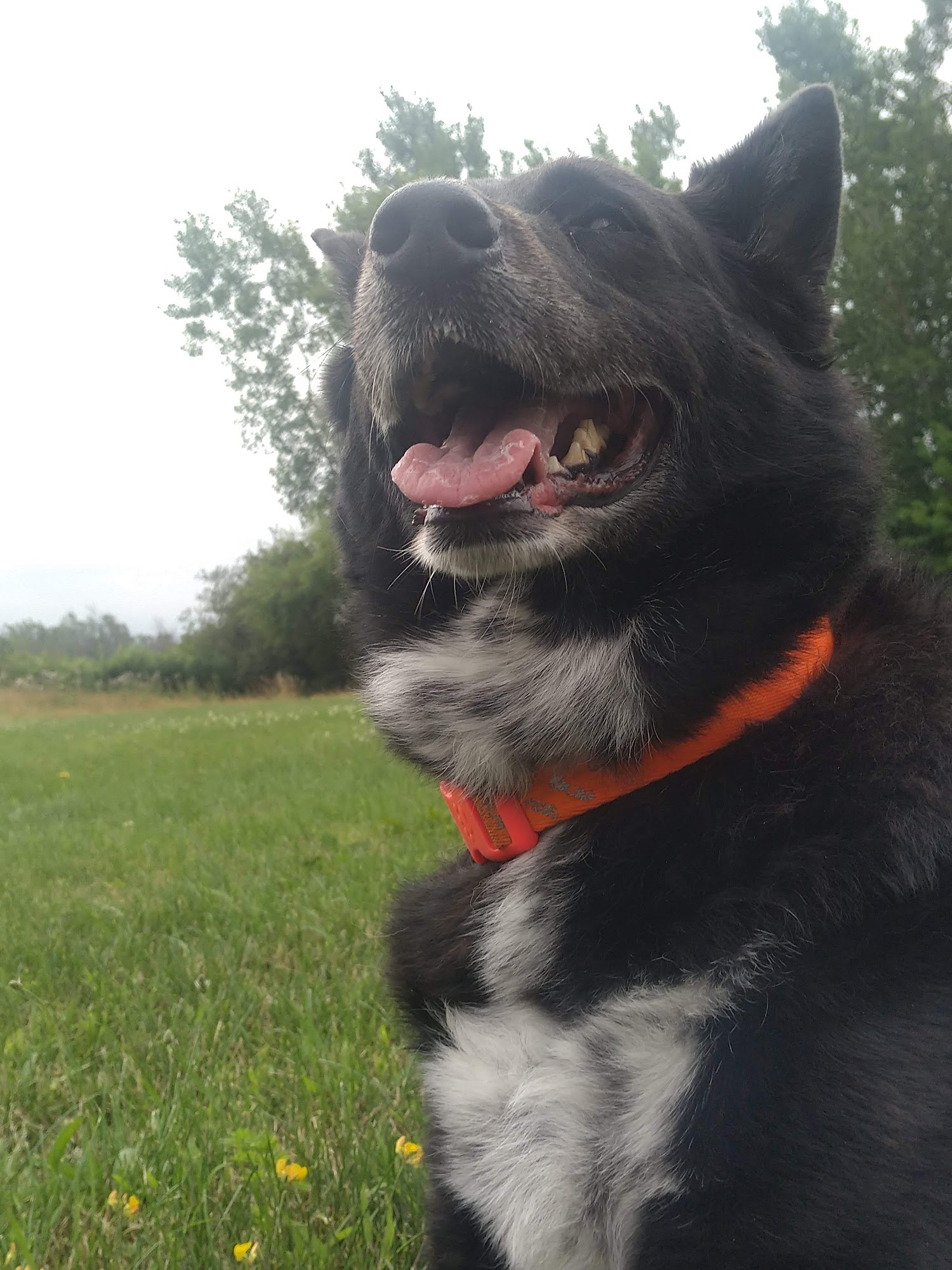 Donner Creek Veterinary Clinic Lockport