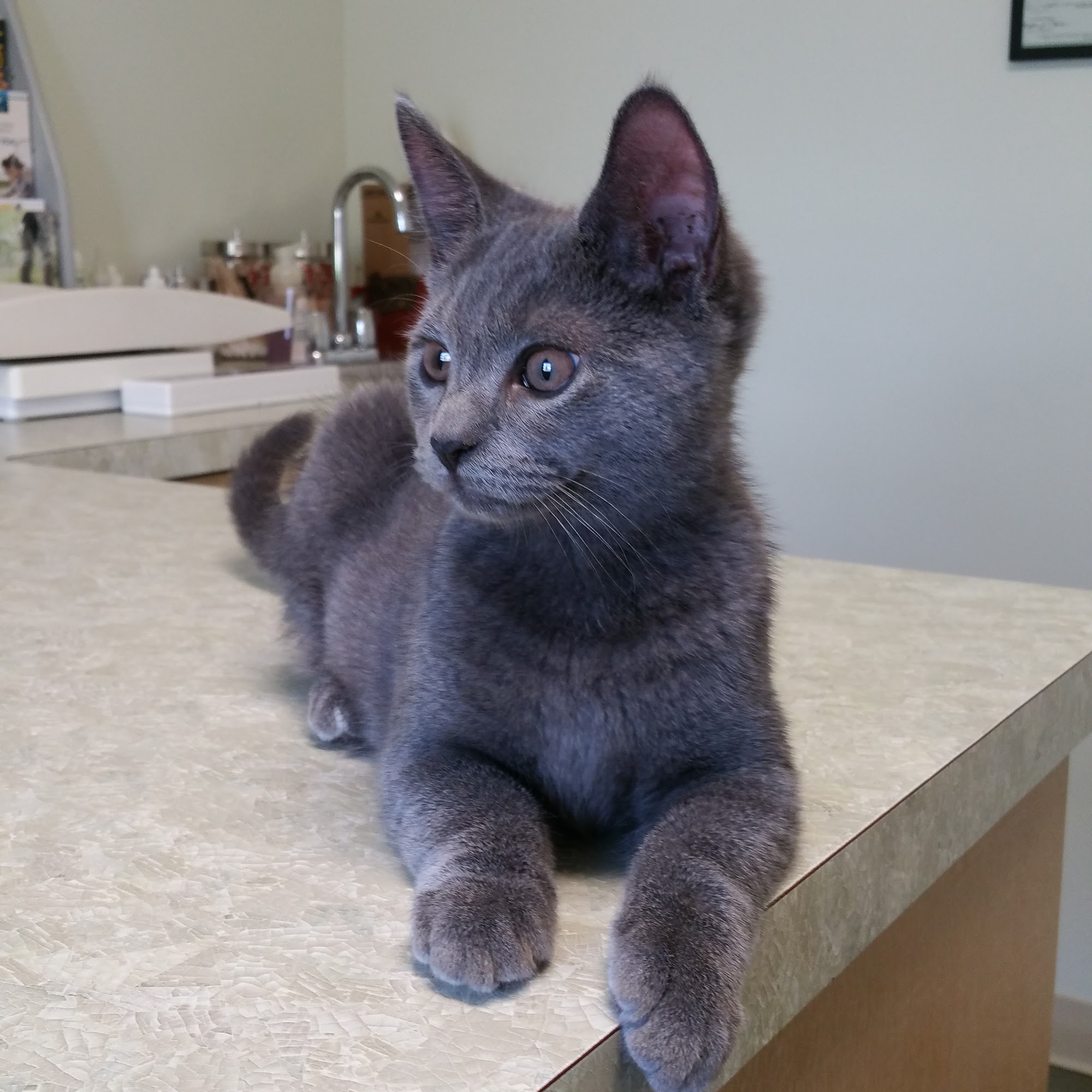 Countryside Veterinary Clinic Lockport