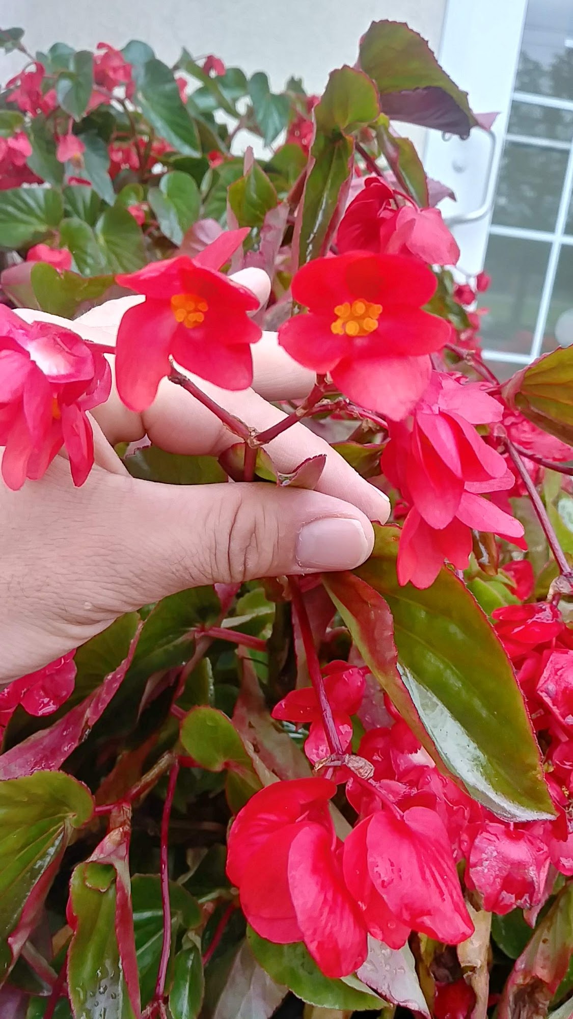 Countryside Veterinary Clinic Lockport