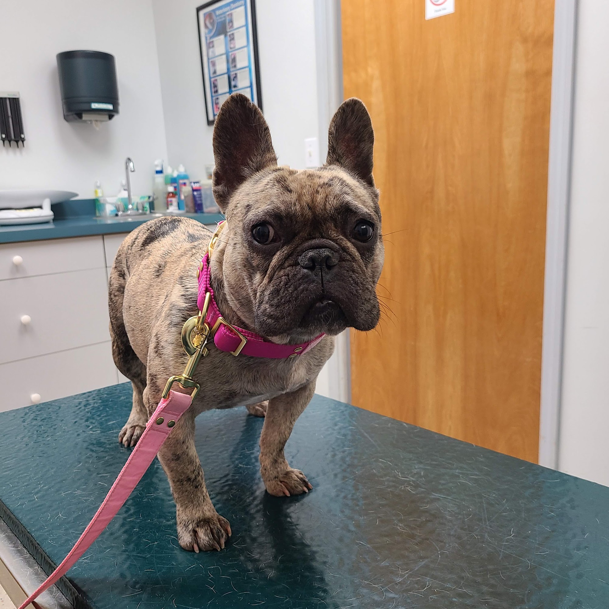 Wright's Corners Animal Care Center Lockport