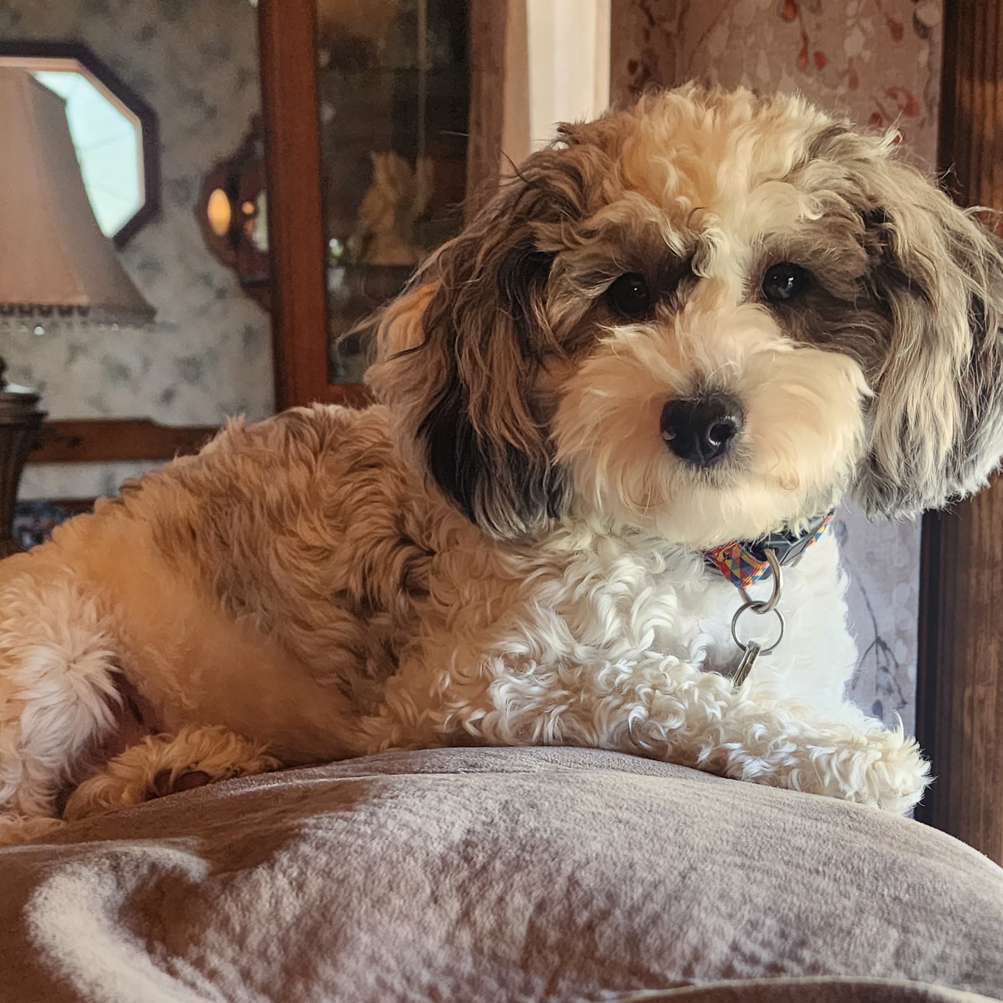 Lake Ave Veterinary Clinic Lockport