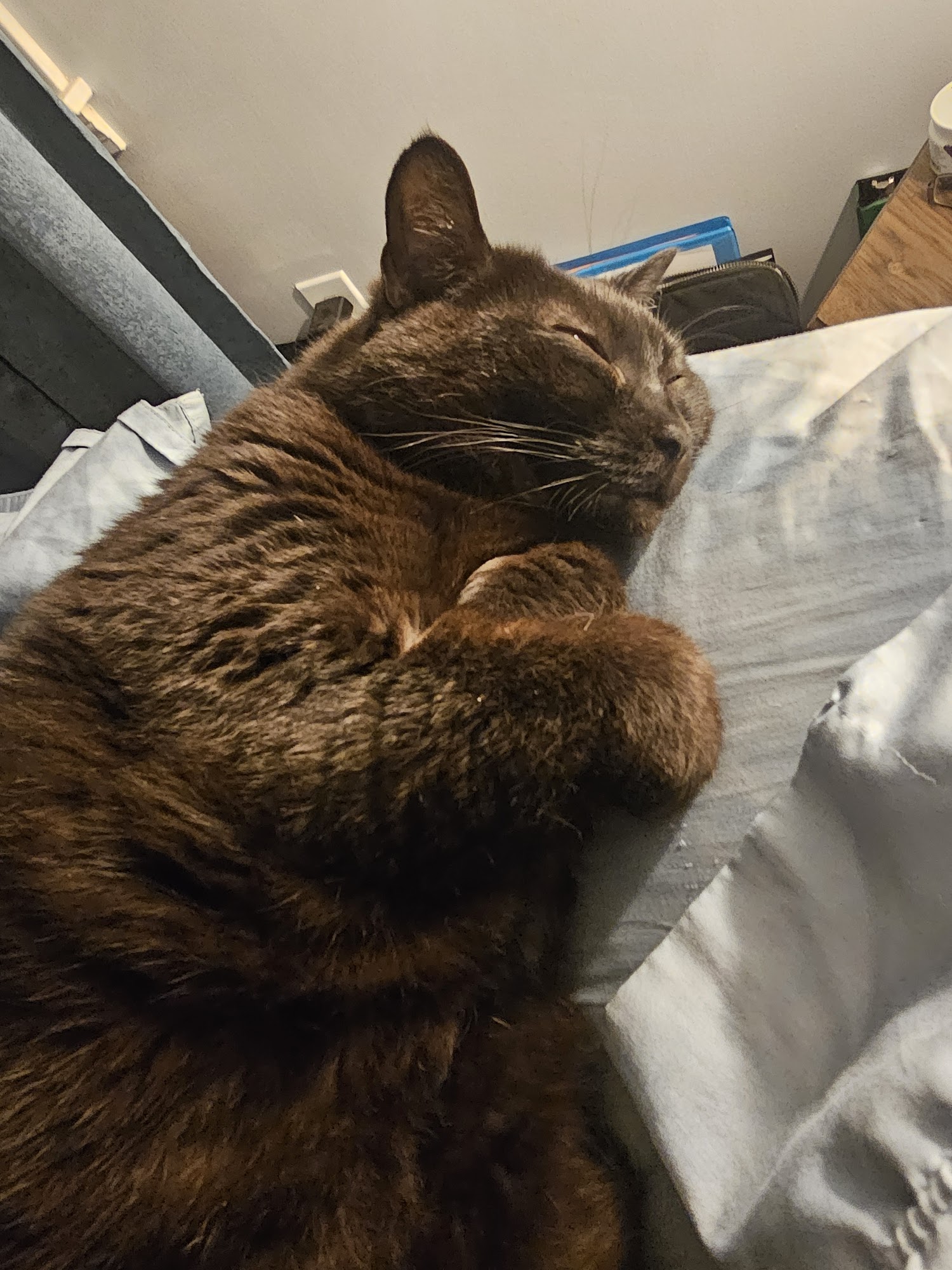 Lake Ave Veterinary Clinic Lockport