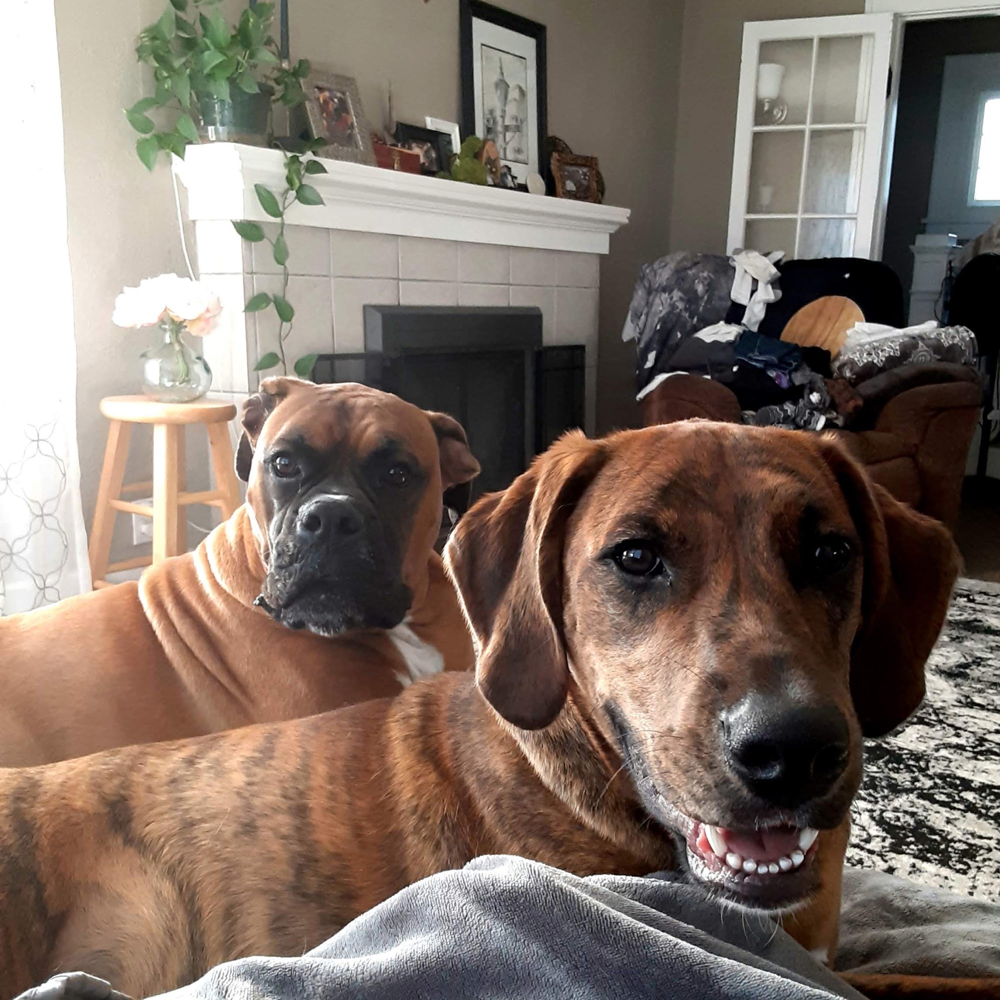 Randleigh Animal Hospital Lockport