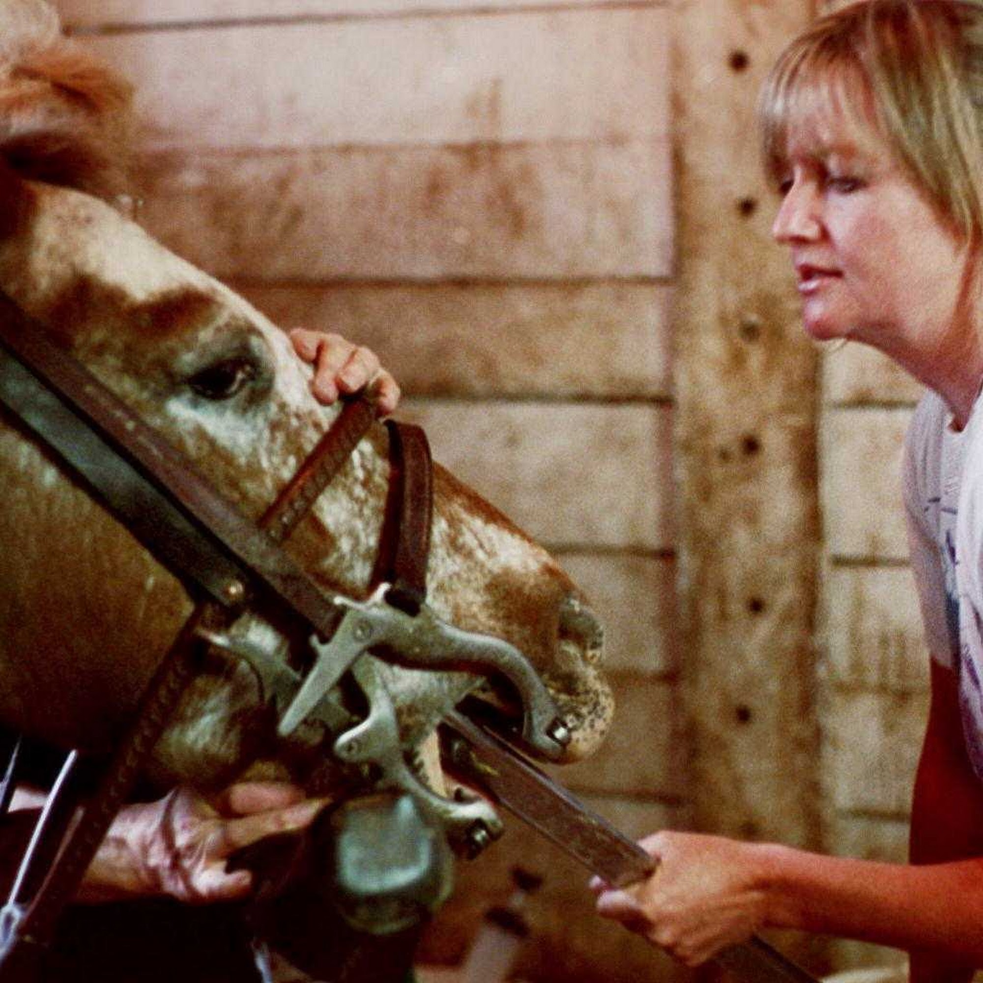 Royalton Equine Veterinary Services, PC Lockport