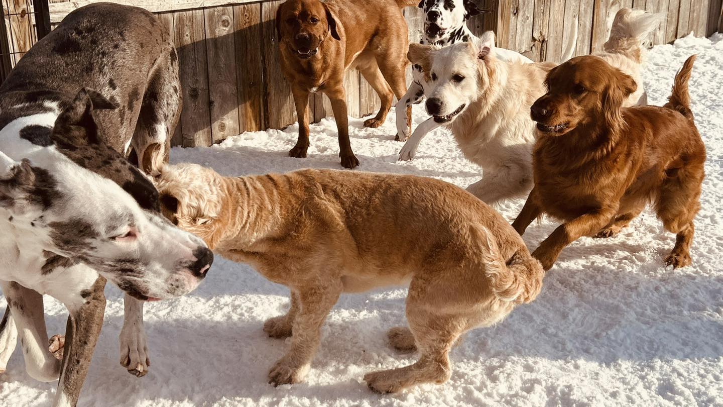 Canine Playhouse Lockport