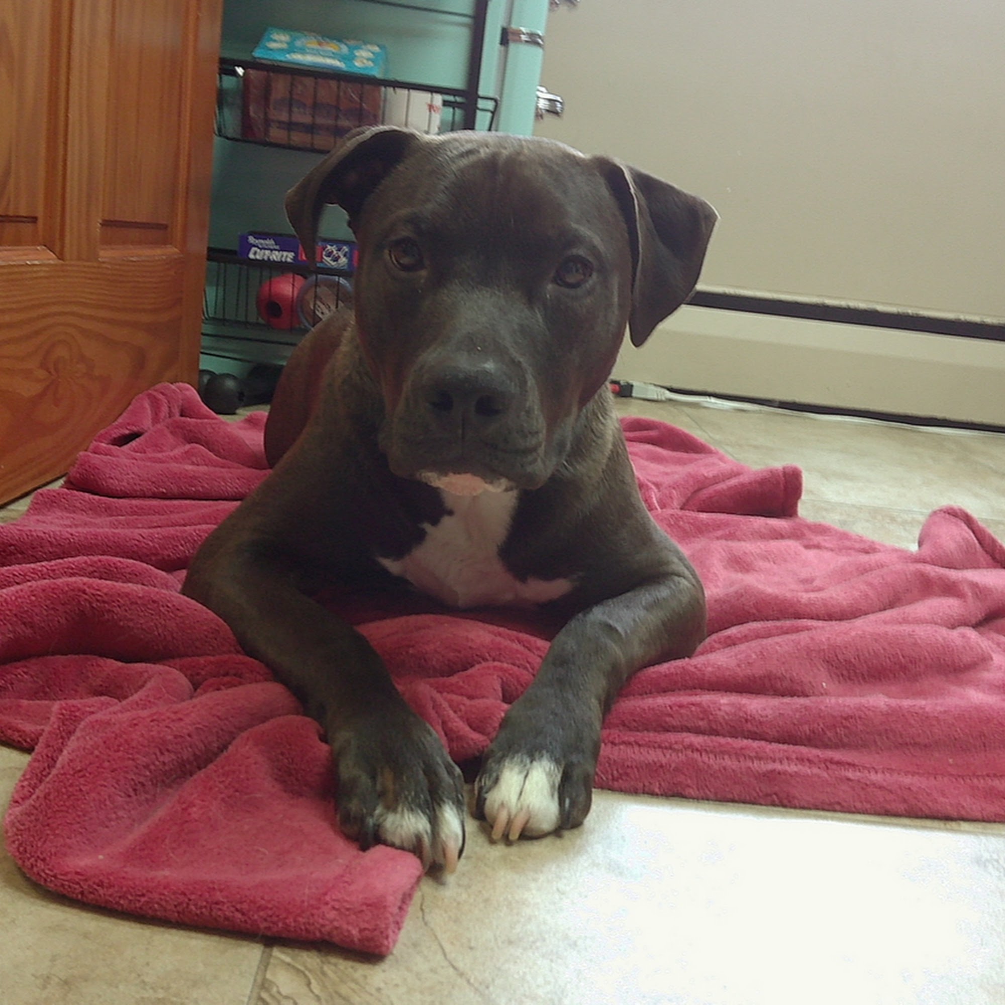 Locust Valley Veterinary Clinic Locust Valley