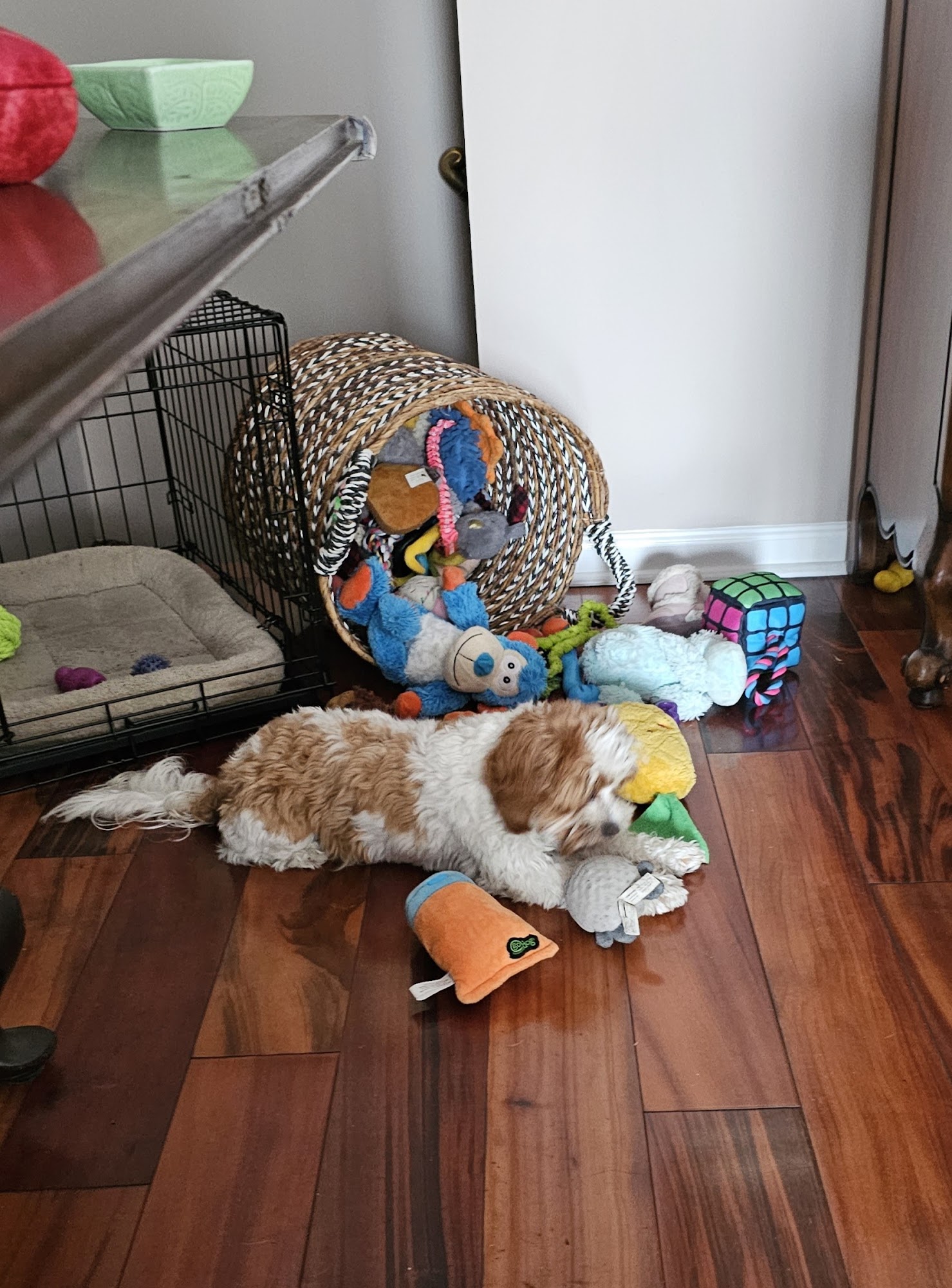 All Creatures Veterinary Services Long Beach