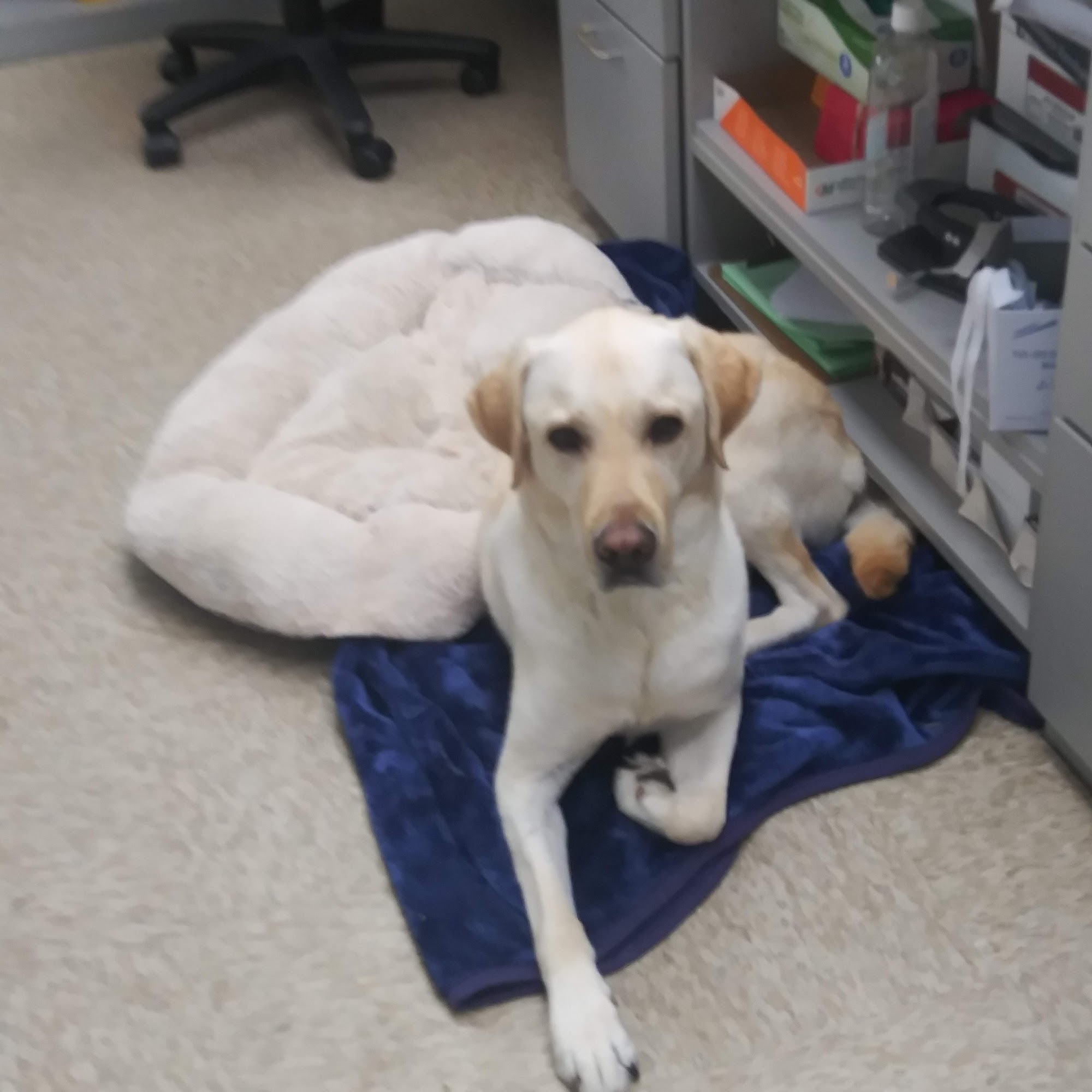 Gelfand Lewis J DVM Long Beach