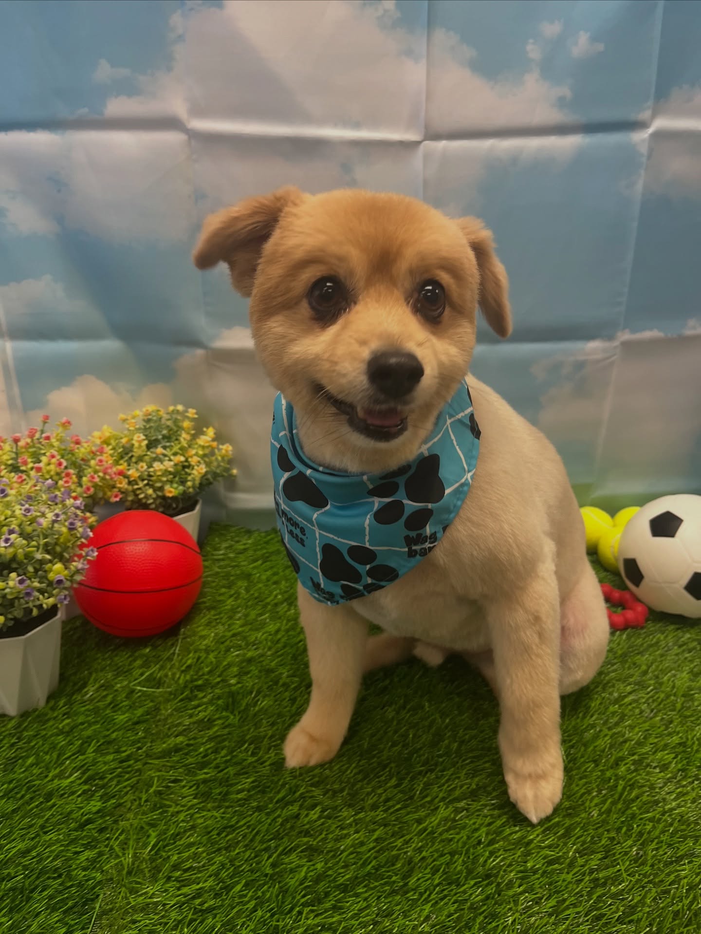 Lucky Paws Pet Grooming & Doggy Day Care Long Beach