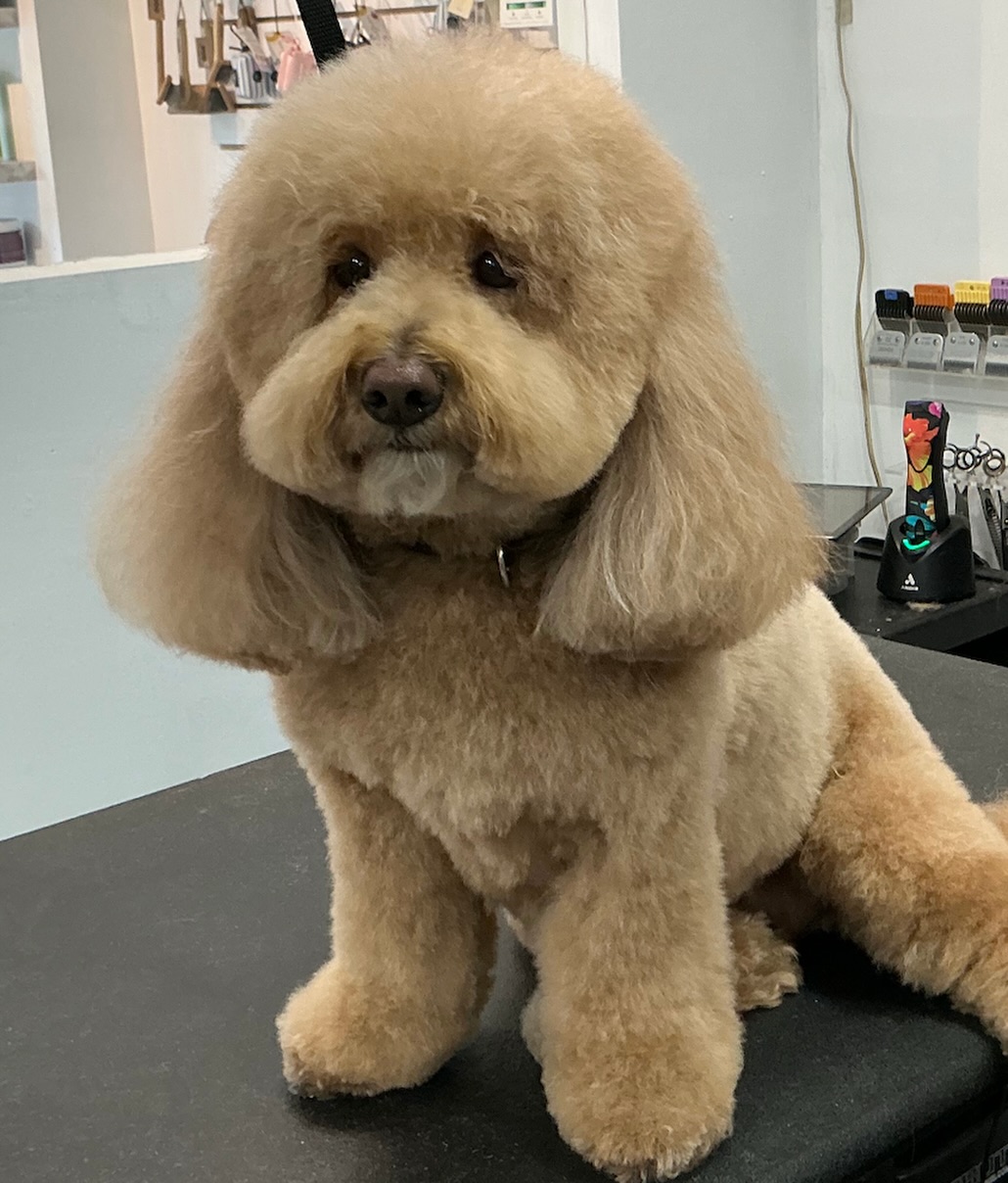 Lucky Paws Pet Grooming & Doggy Day Care Long Beach