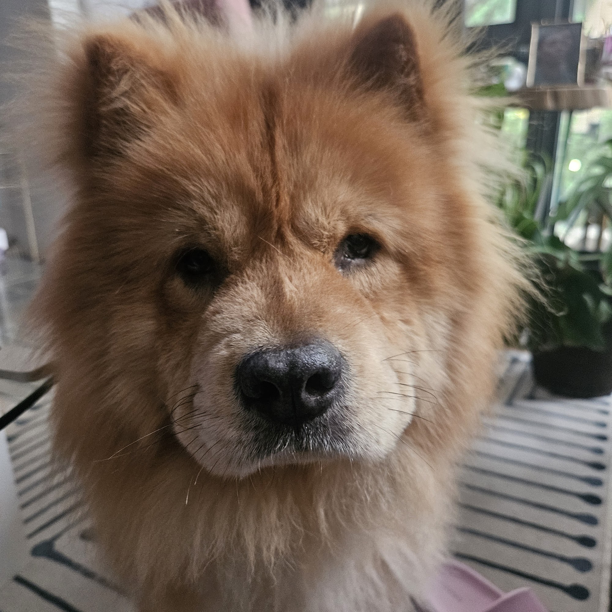 Ryan For Dogs Long Island City