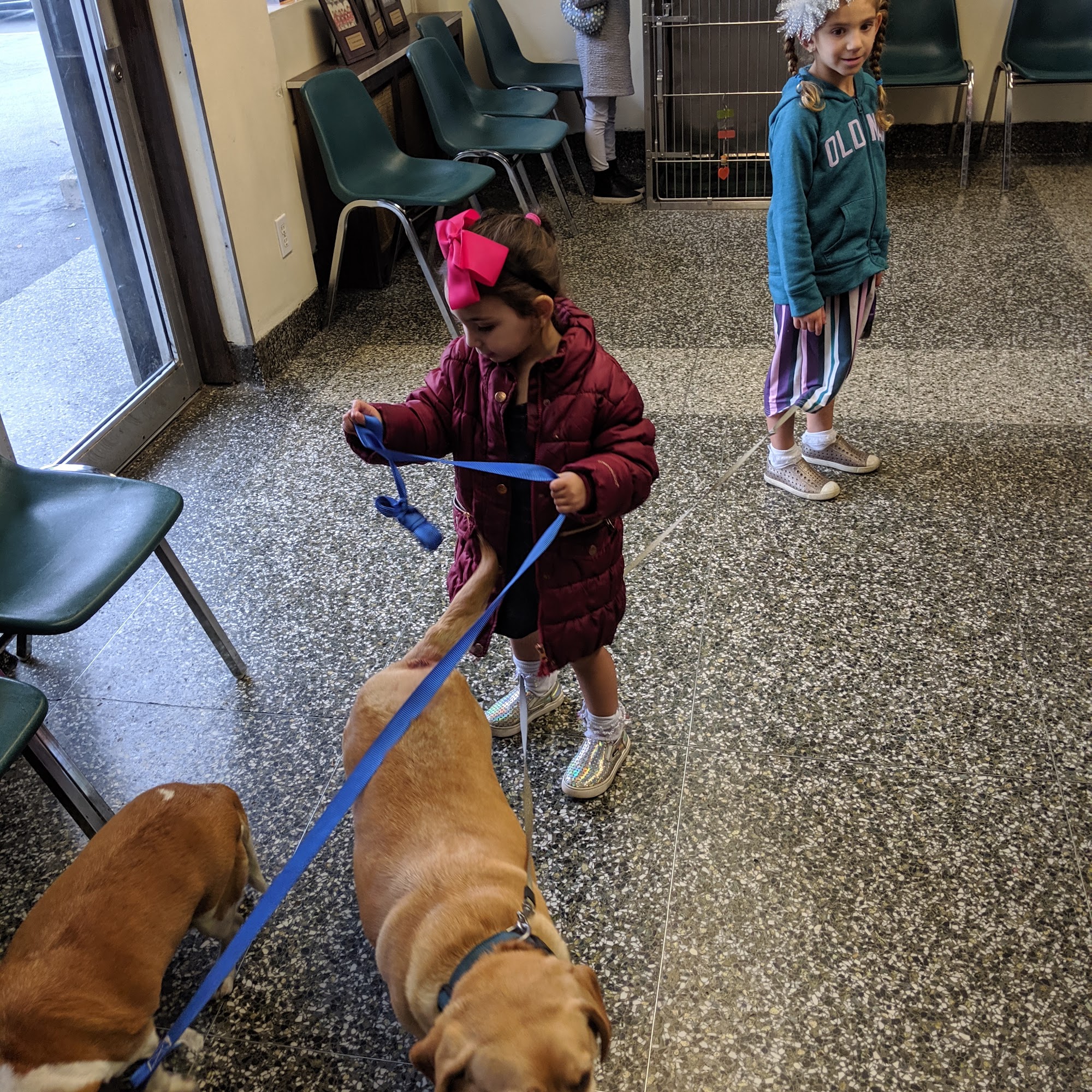 Crawford Animal Hospital Lynbrook