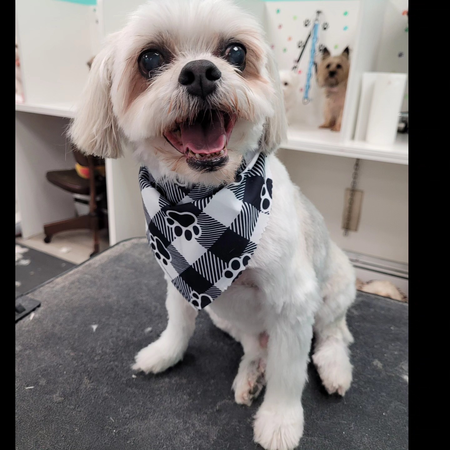 Raines Pet Care Lynbrook