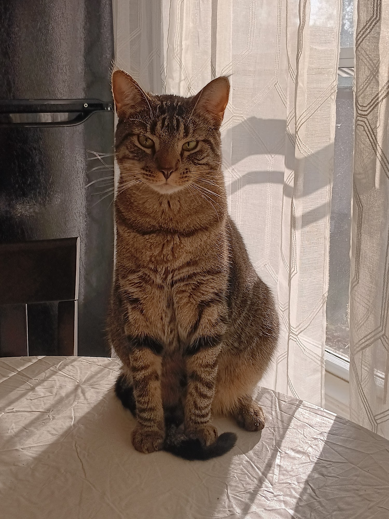 Humane Society of Wayne County Lyons