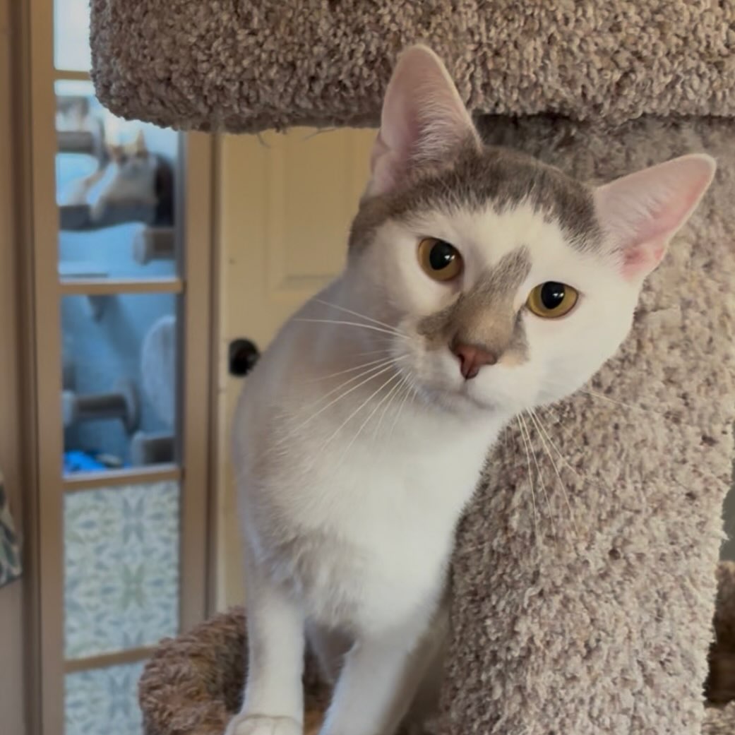 Kitten Around Cat Boarding LLC Macedon