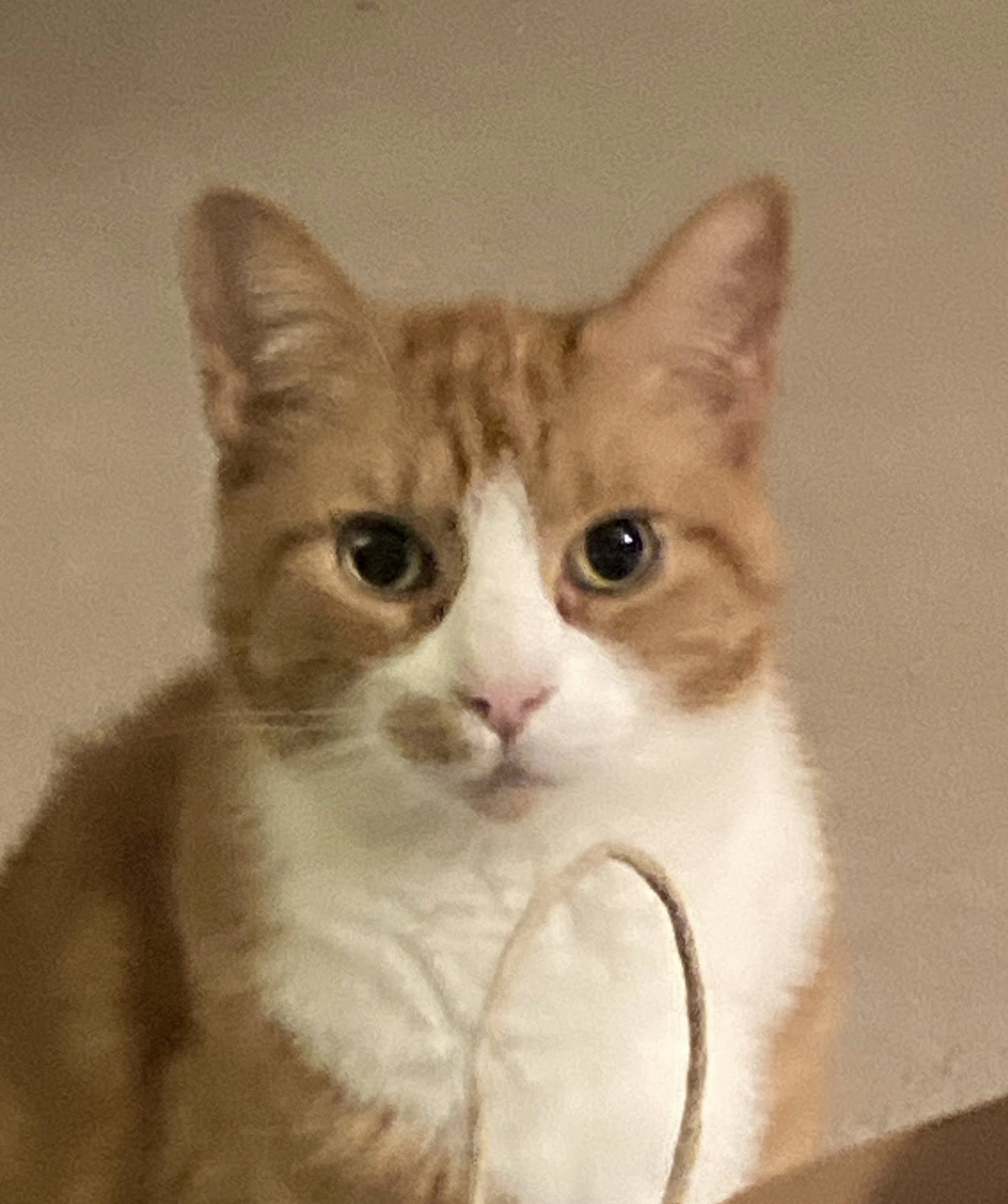 Kitten Around Cat Boarding LLC Macedon