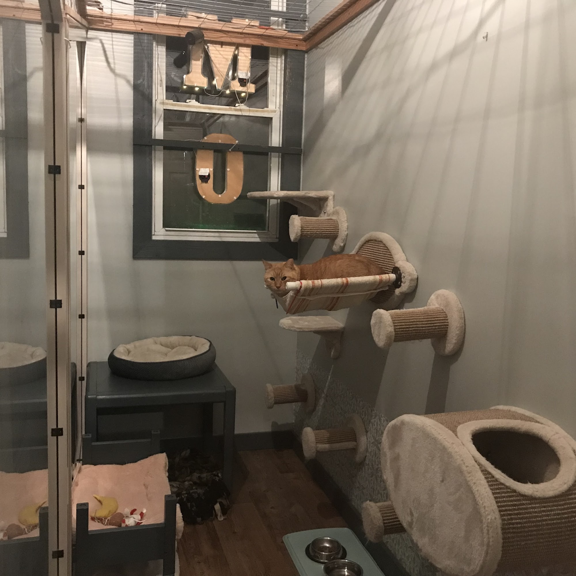 Kitten Around Cat Boarding LLC Macedon