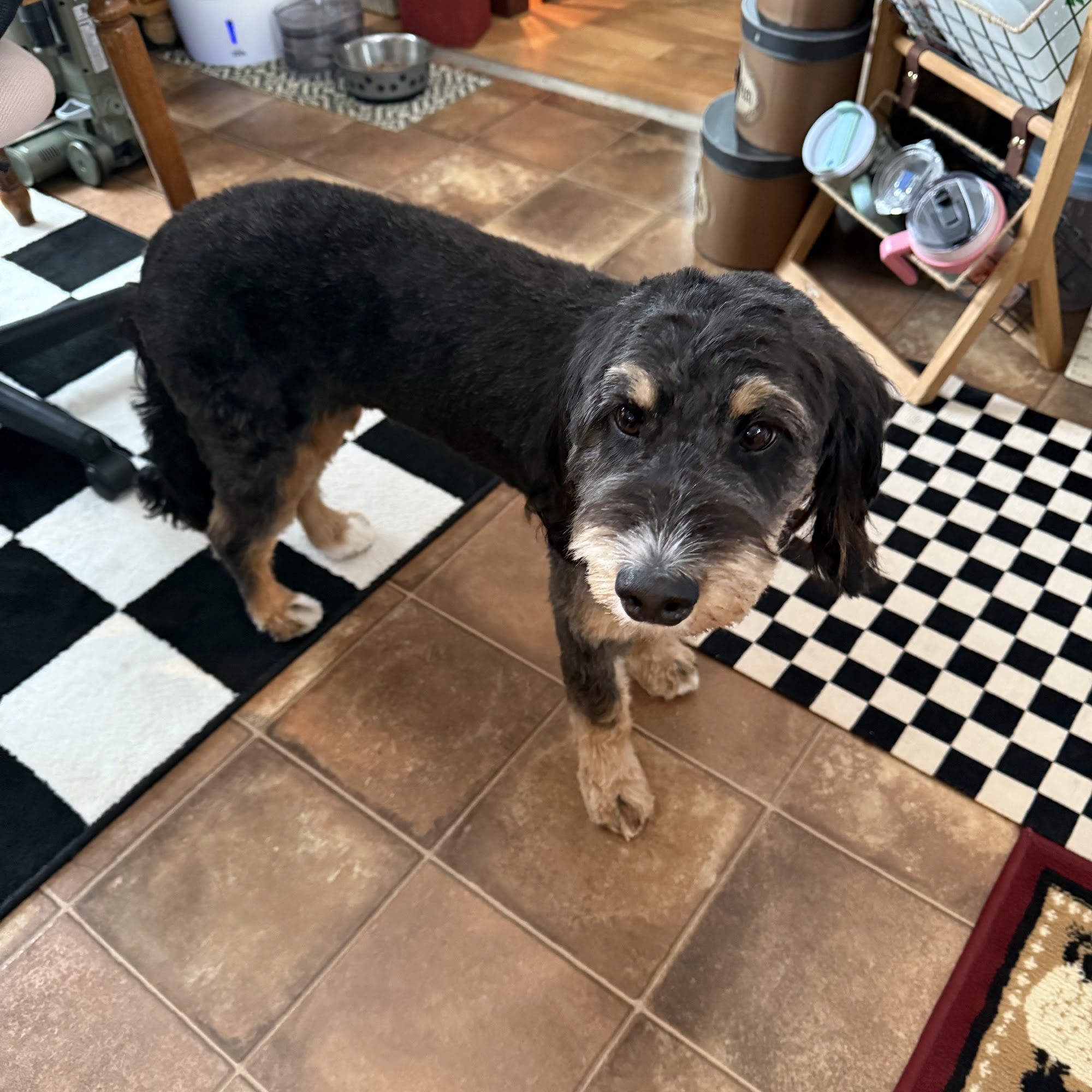 Spuds Spawz - Dog Grooming
