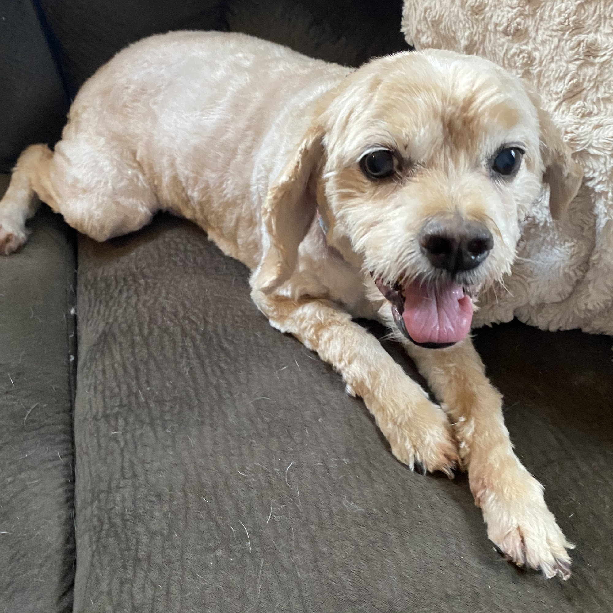 Spuds Spawz - Dog Grooming Macedon