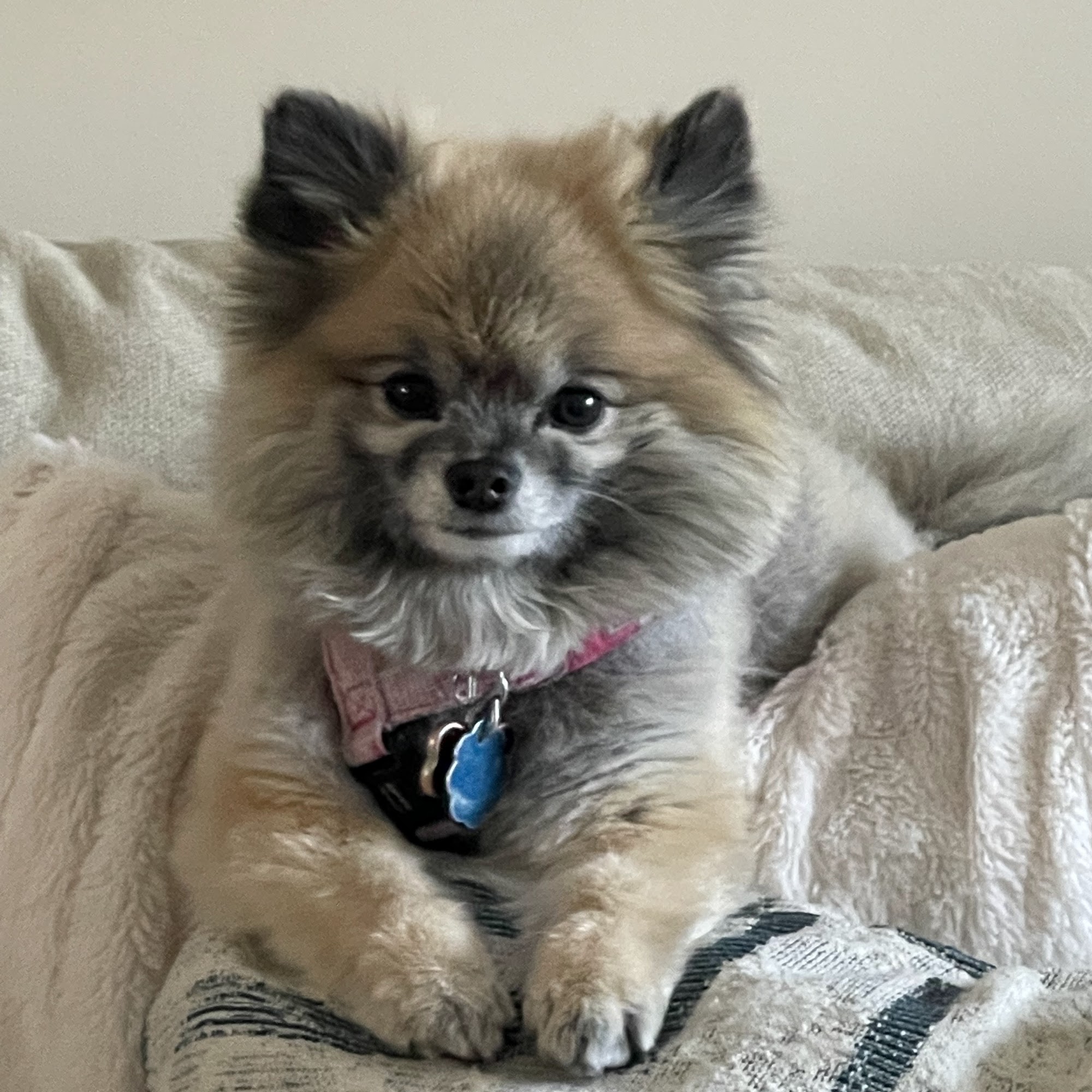 Groomingdales Mahopac