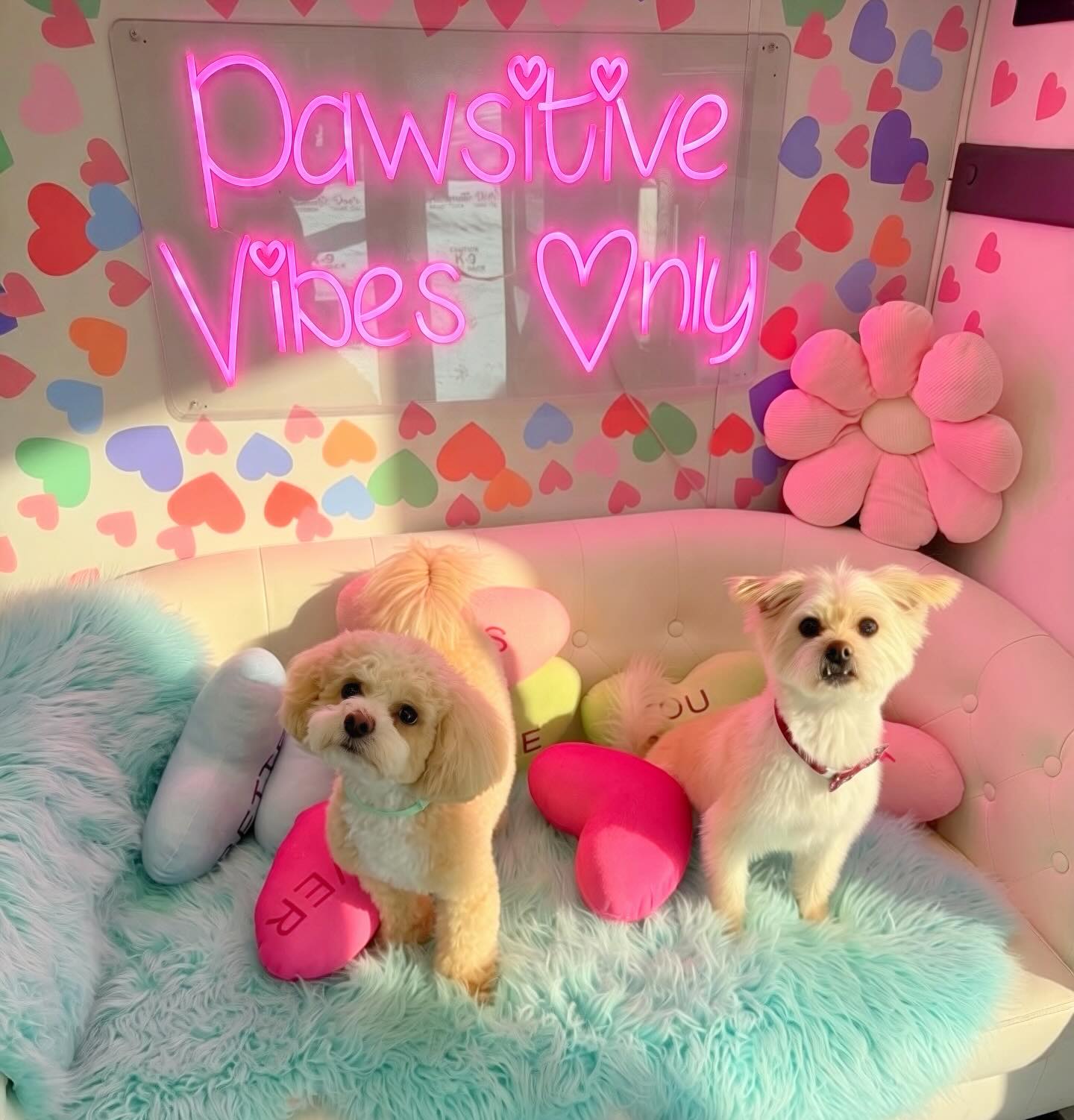 The Unleashed Groomer - Mobile Pet Grooming Mahopac