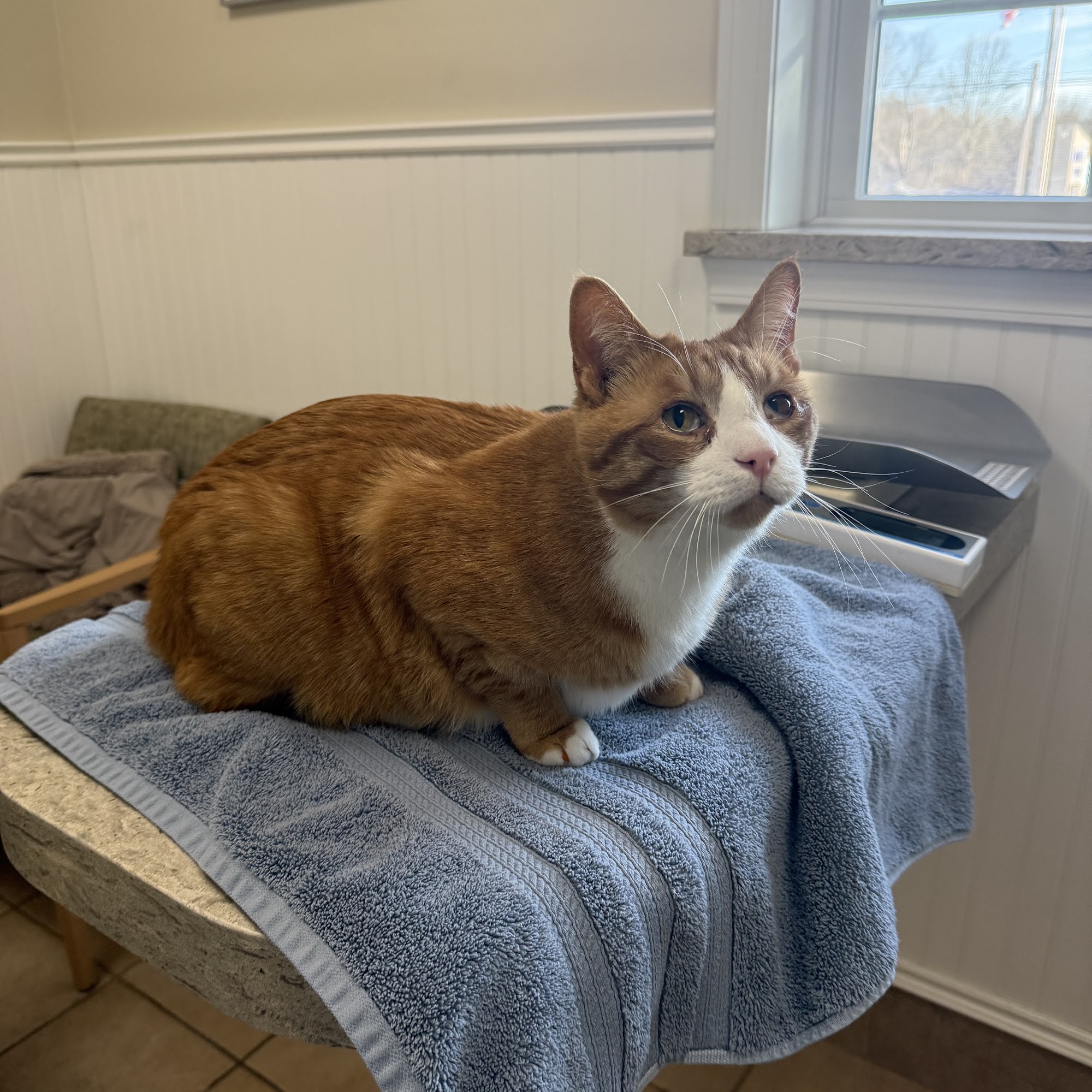 Malta Animal Hospital Malta