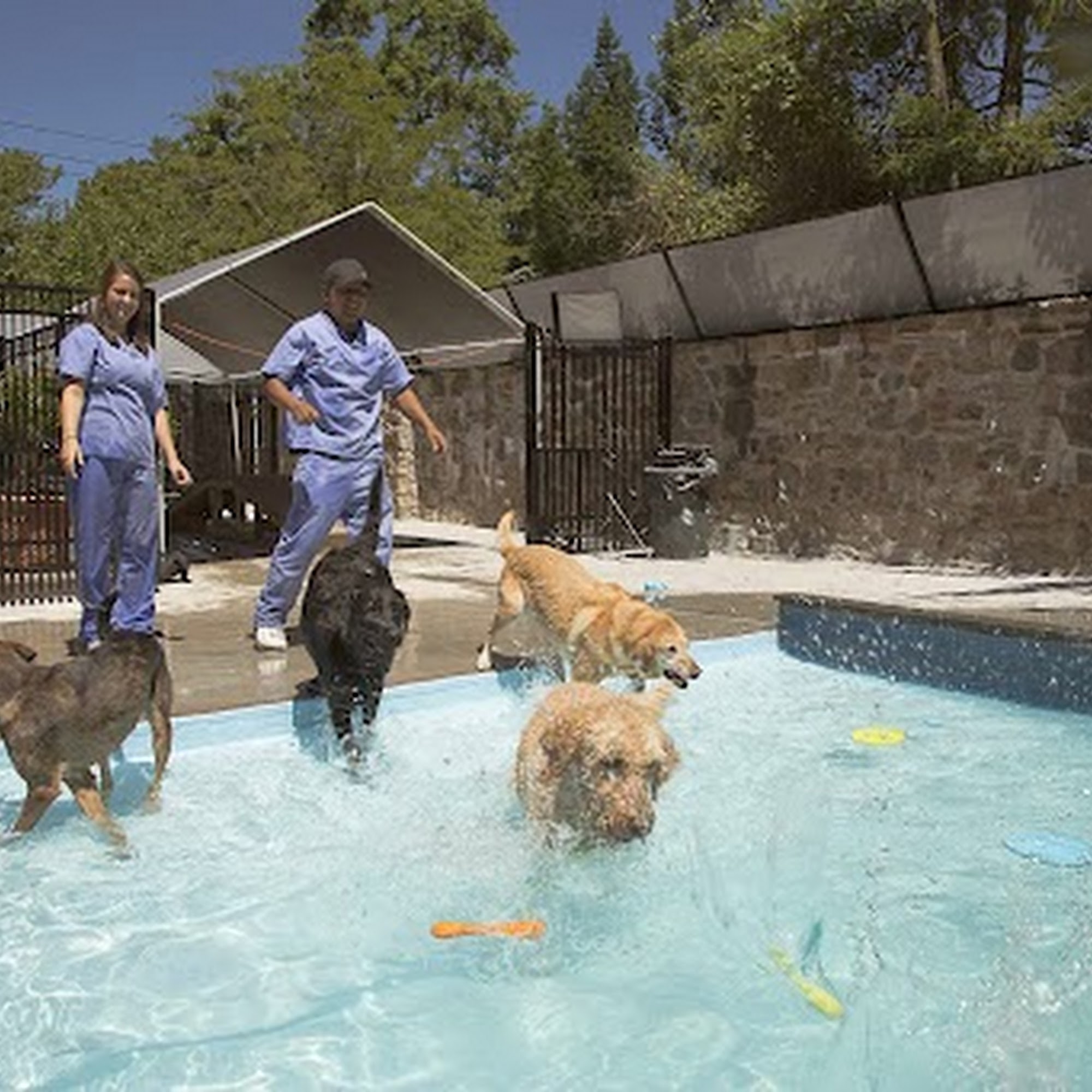 Mamaroneck Veterinary Hospital Mamaroneck