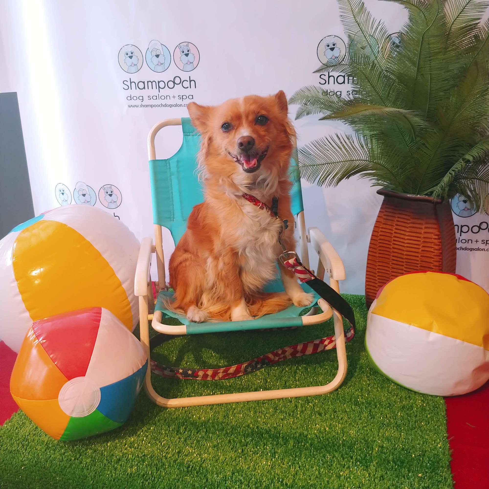 Shampooch Dog Salon Mamaroneck