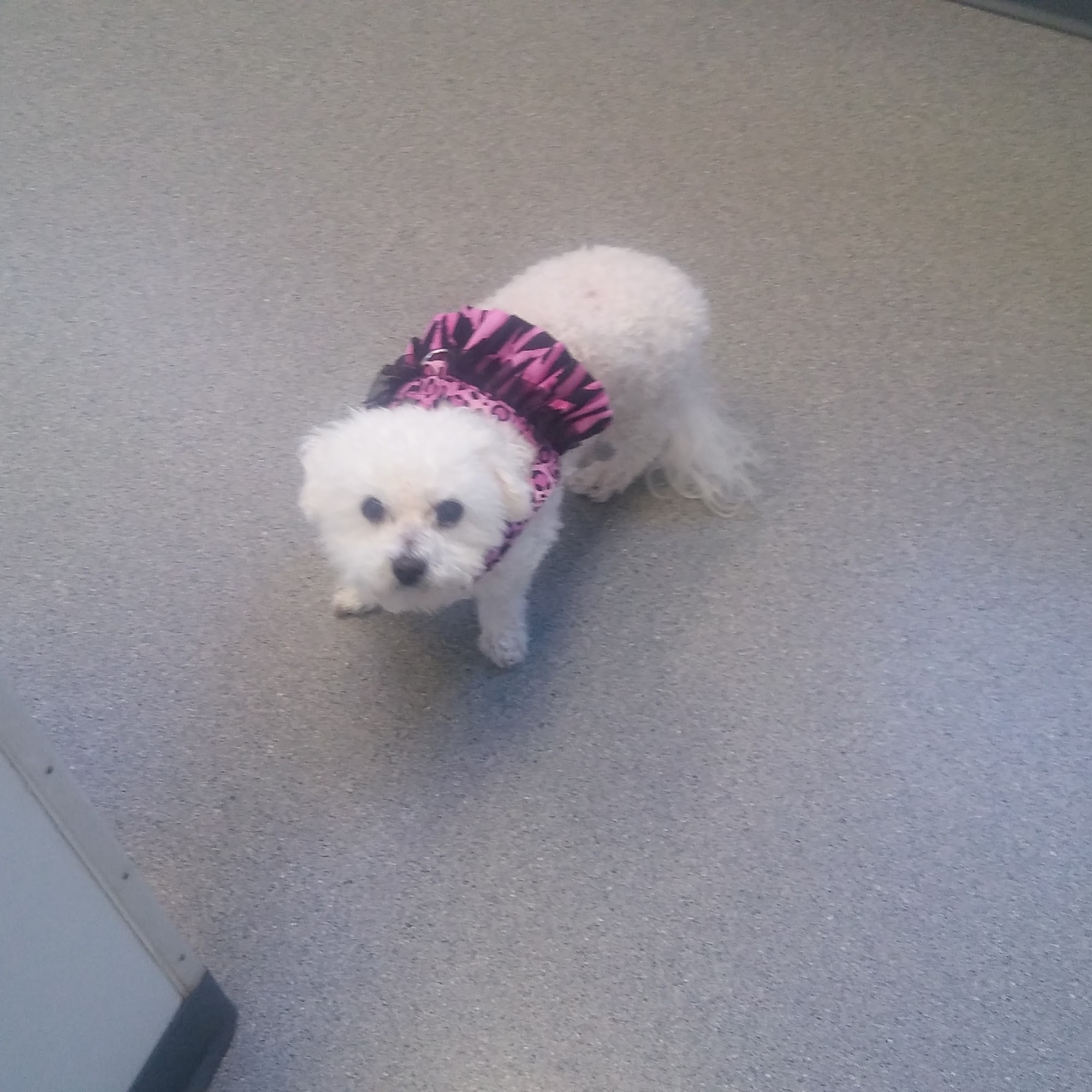 Rockacres Veterinary Hospital Manlius