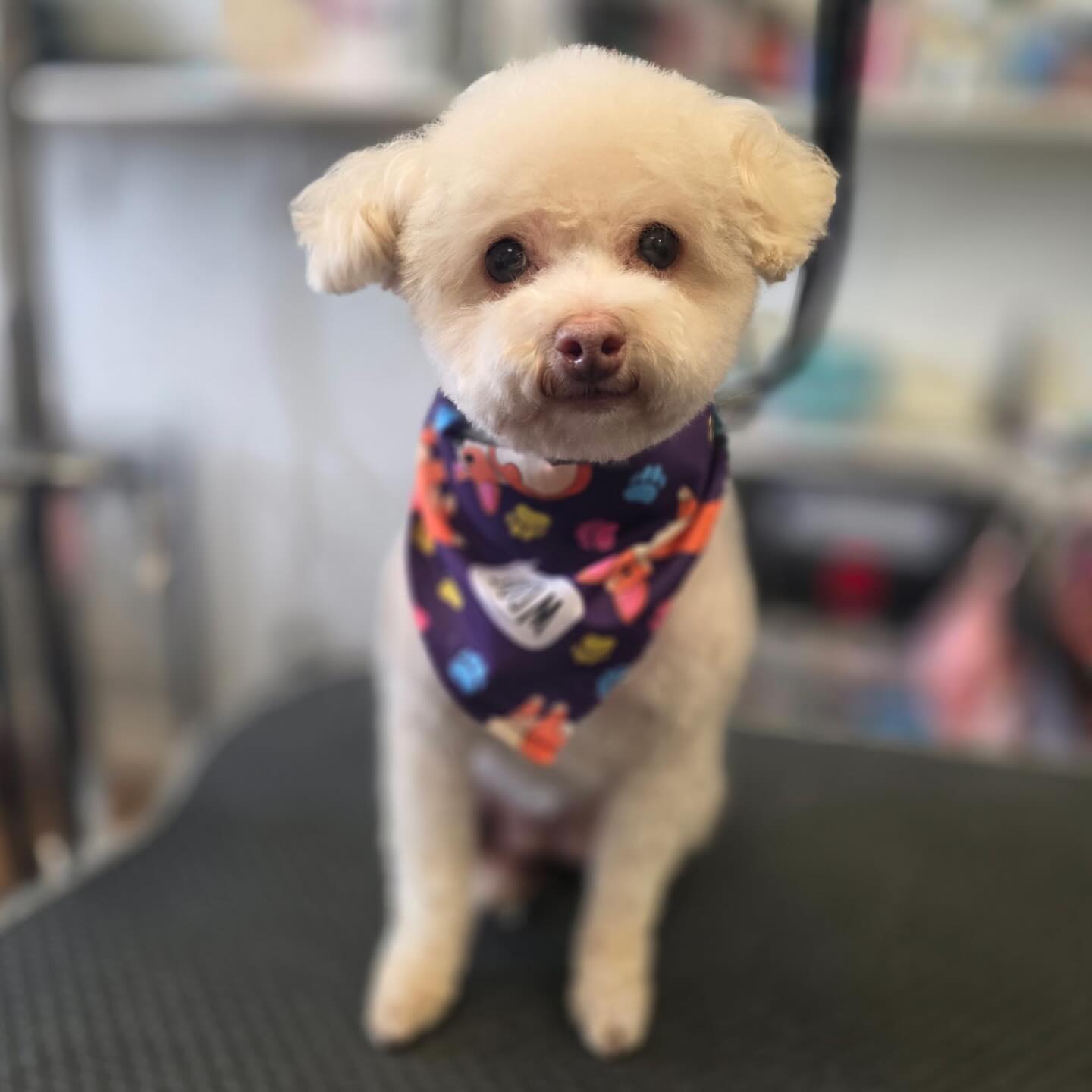 Furrever Friends Pet Boutique & Grooming Salon - Manlius Manlius