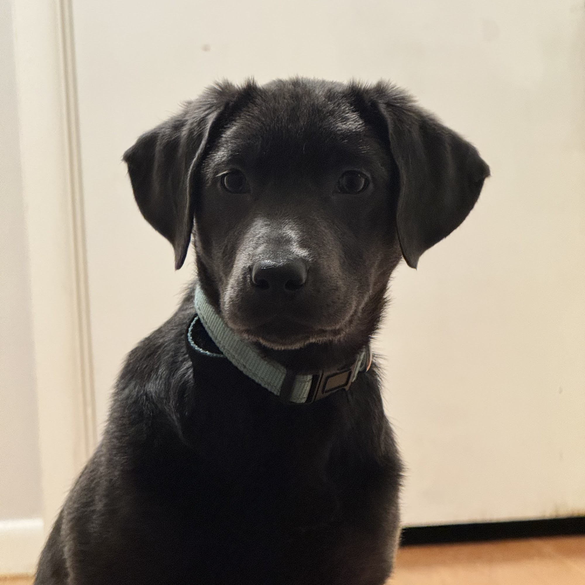 Route 11 Labradors 269 US-11, Marathon New York 13803