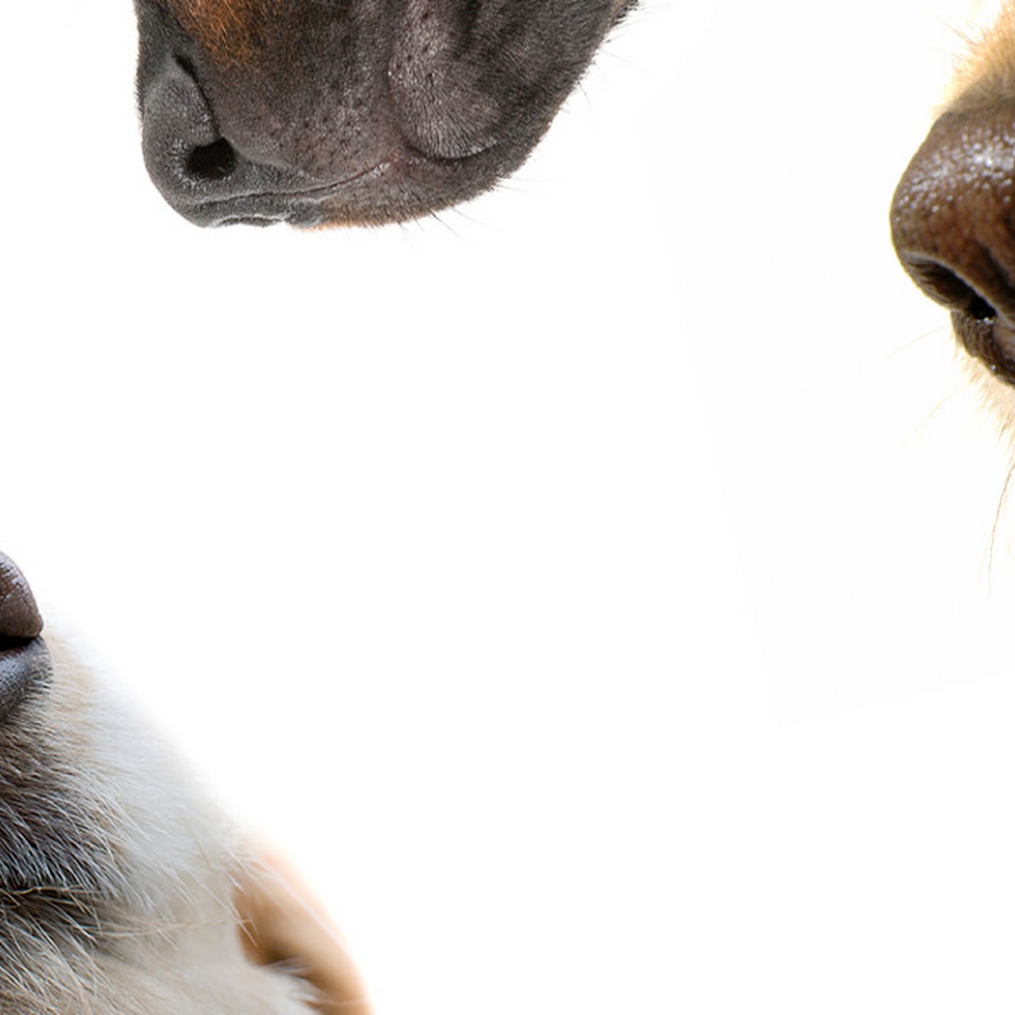 Marcy Veterinary Clinic Marcy