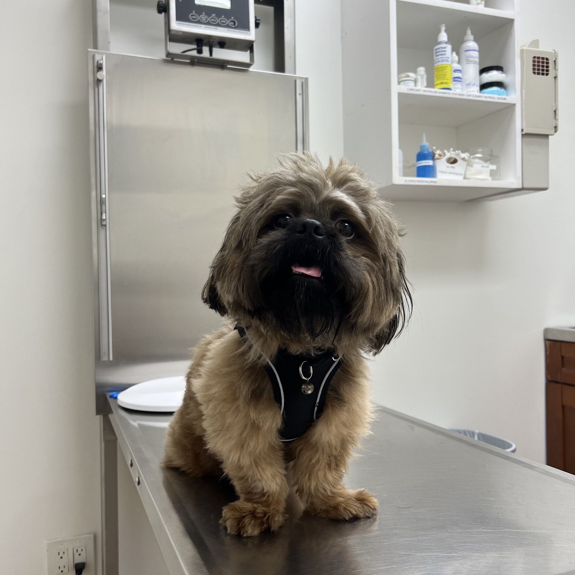 Maspeth Animal Hospital Maspeth