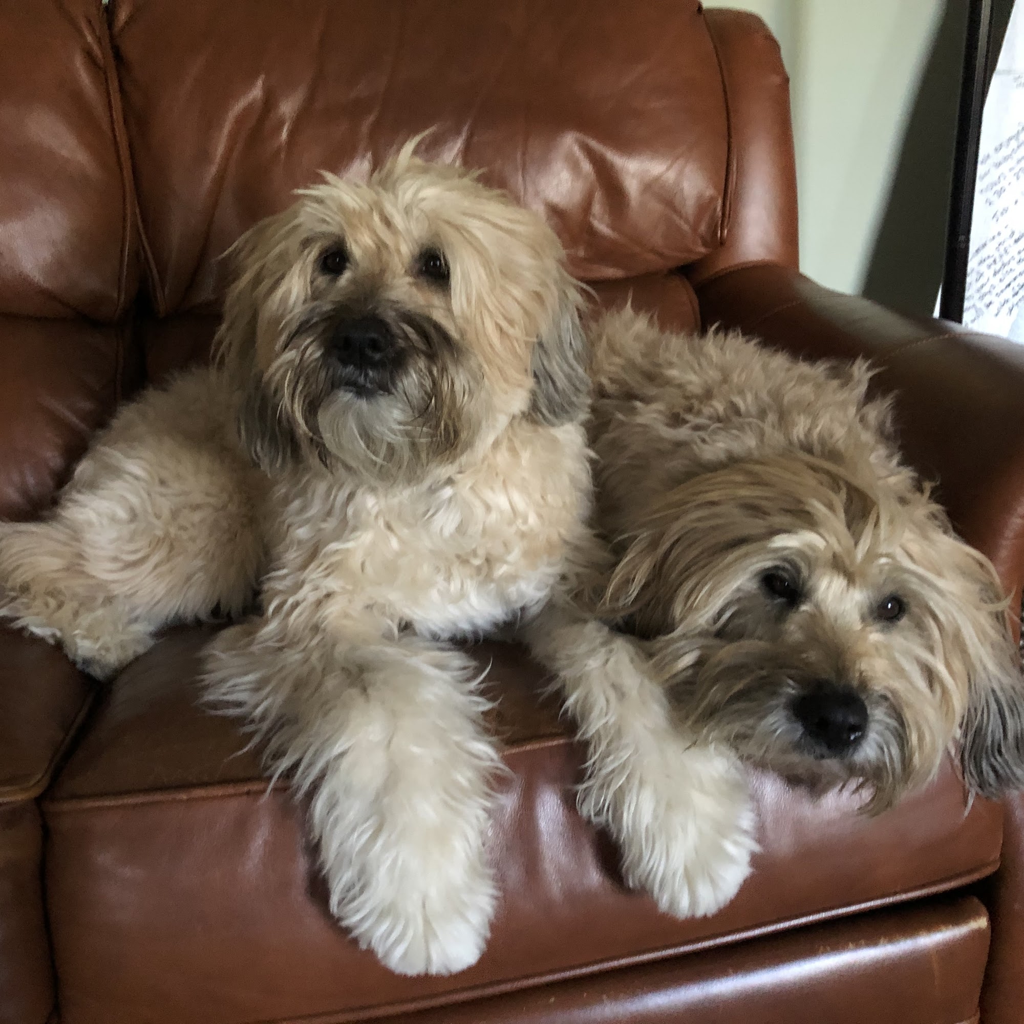 Park Animal Hospital Massapequa Park