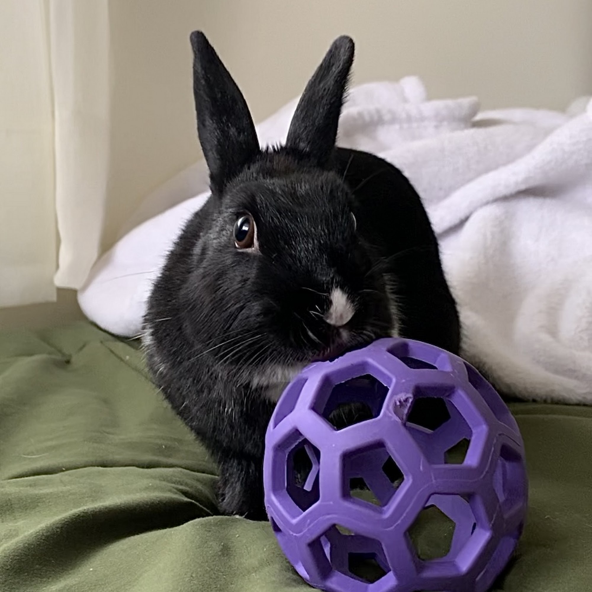 Massapequa Pet Vet Massapequa