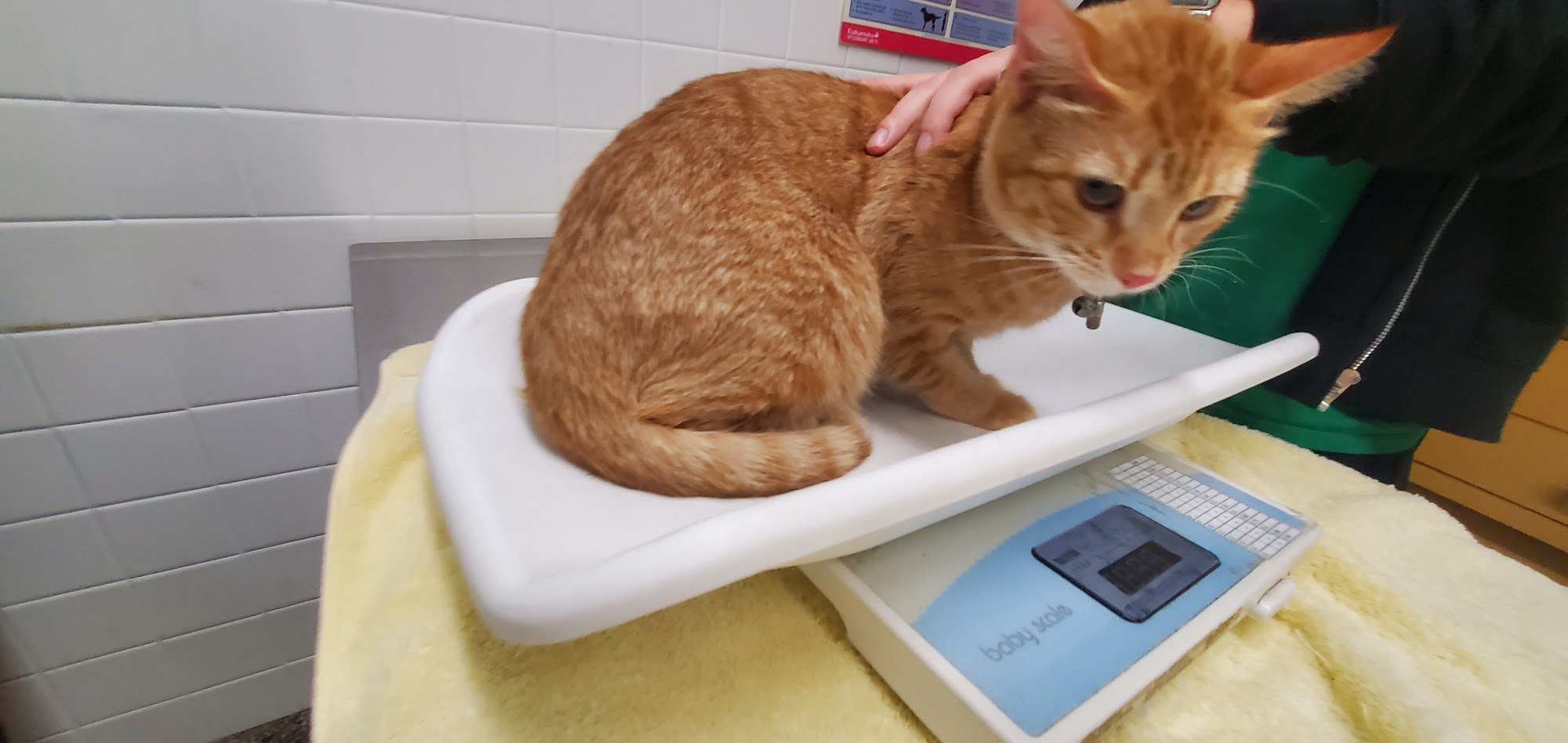 Massapequa Hospital for Animals, A Thrive Pet Healthcare Partner Massapequa