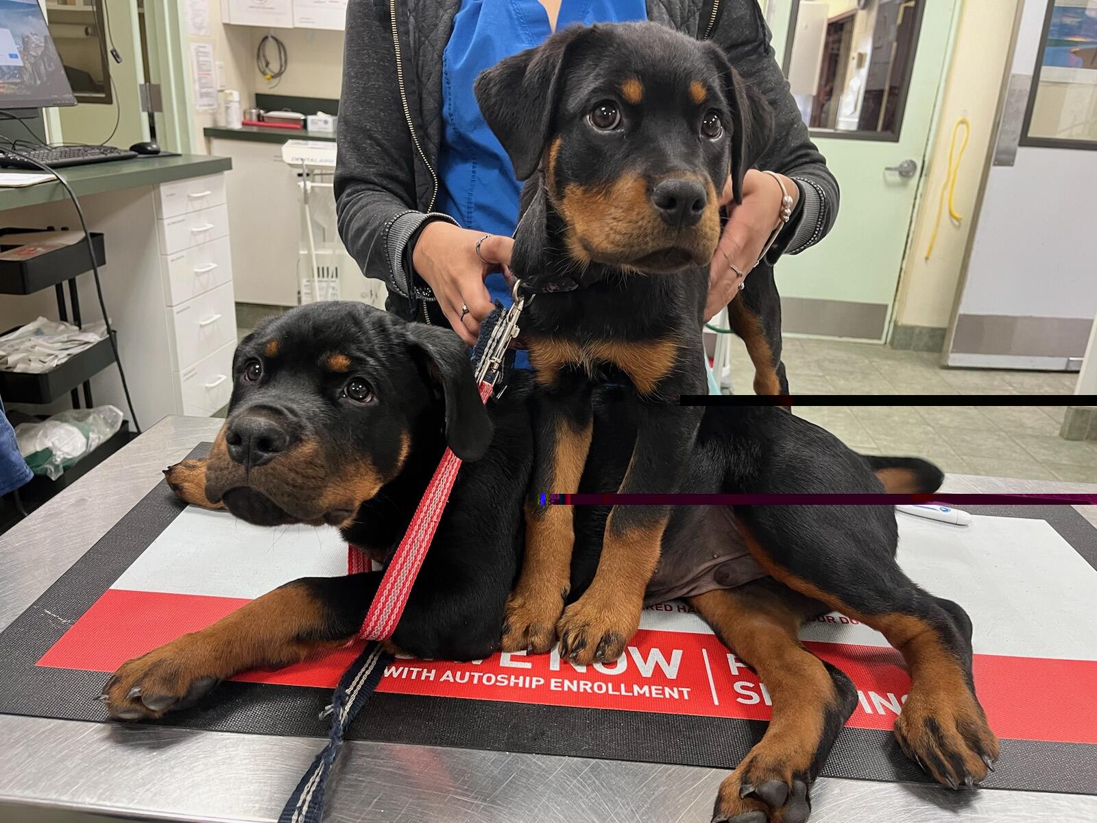 Massapequa Hospital for Animals, A Thrive Pet Healthcare Partner Massapequa