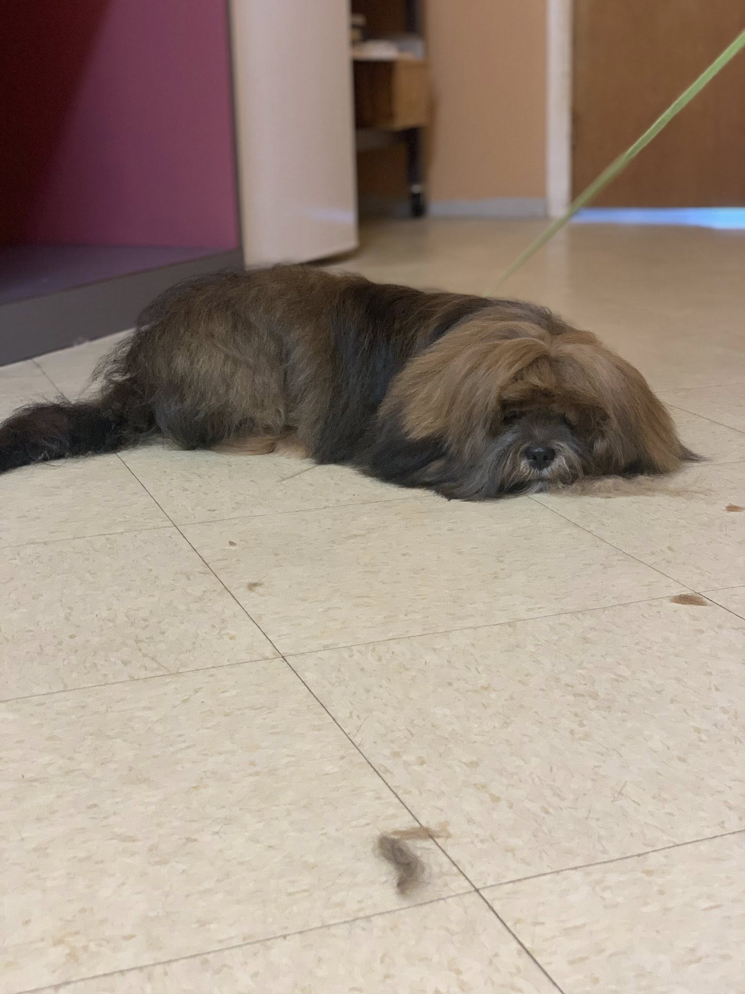 Cold Noses Massapequa