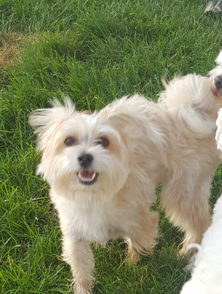 Beloved Furever Friend Massapequa